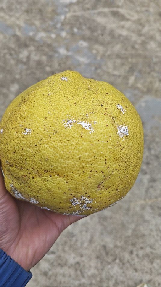 这种柚子谁敢吃?