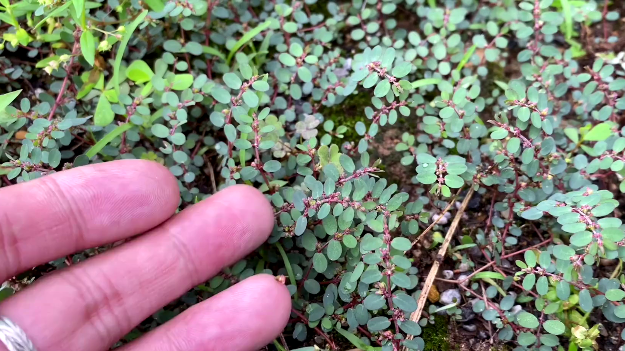 有一种草,随处可见,却是解决皮肤问题的神奇草 为好奇,今天就分享给