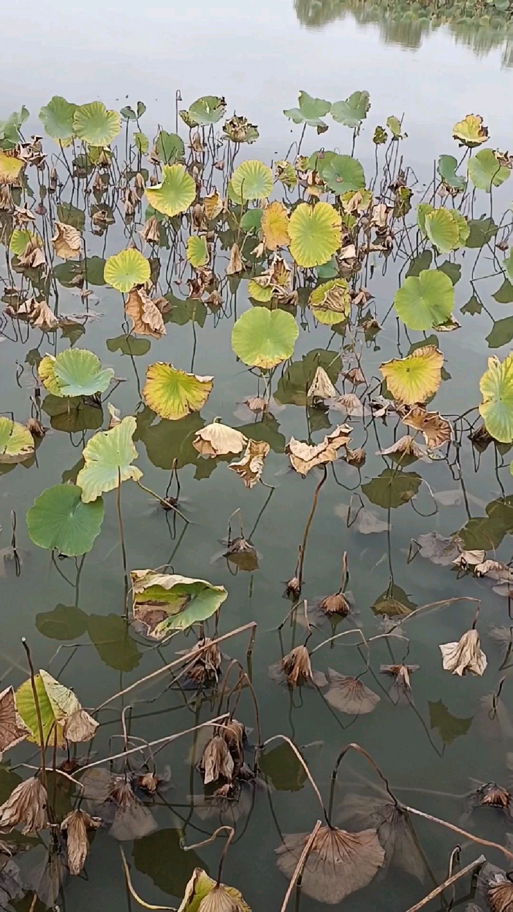 秋拍,留得残荷听雨声