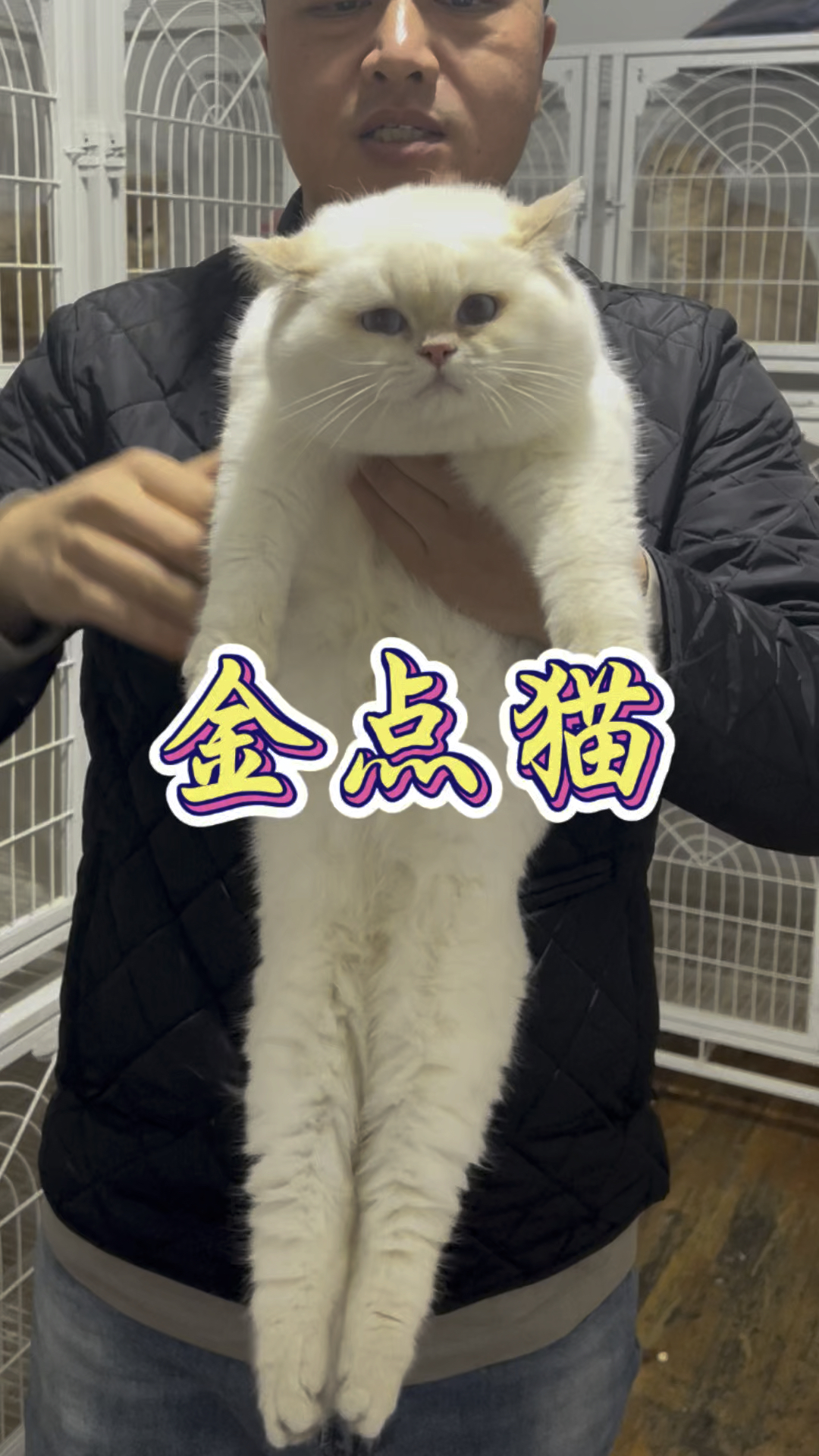 金点猫 长大后图片