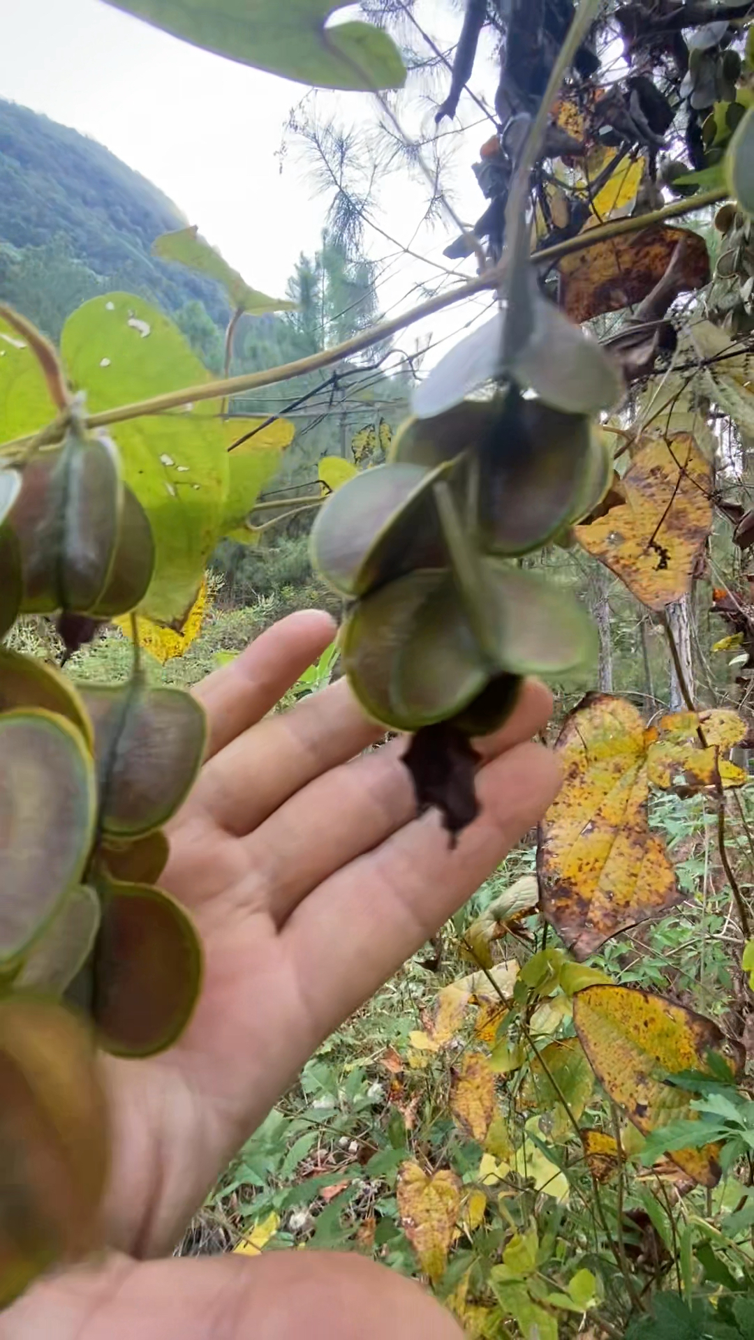 农村生活,一日一植物,三农,薯蓣
