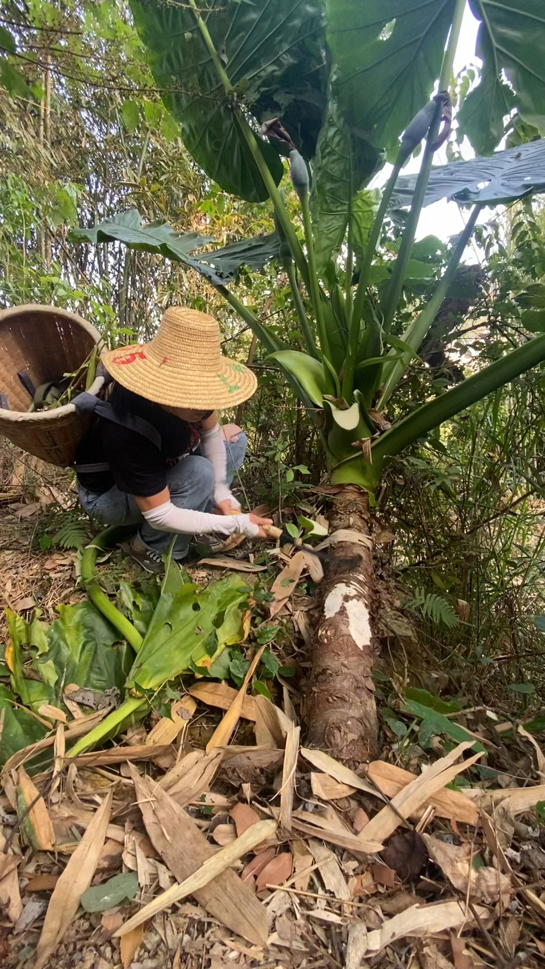 狼毒草的图片与作用图片