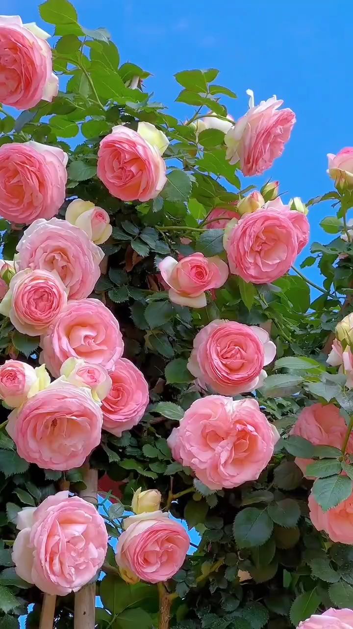 藤本月季粉色龙沙宝石开花效果太美了