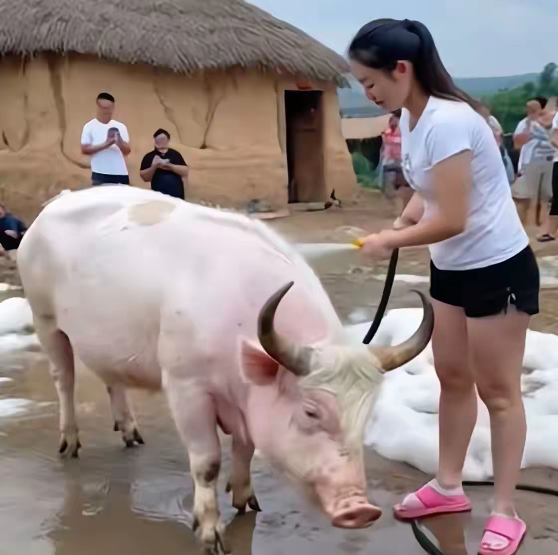 大家看看,这个动物像猪又像牛,是杂交猪还是杂交牛呢?