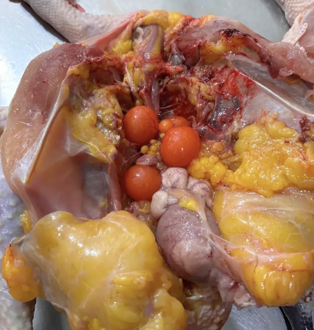 我父母还在农村住着,家里有个大院子,每年也会养一些土鸡,鸡蛋,鸡肉