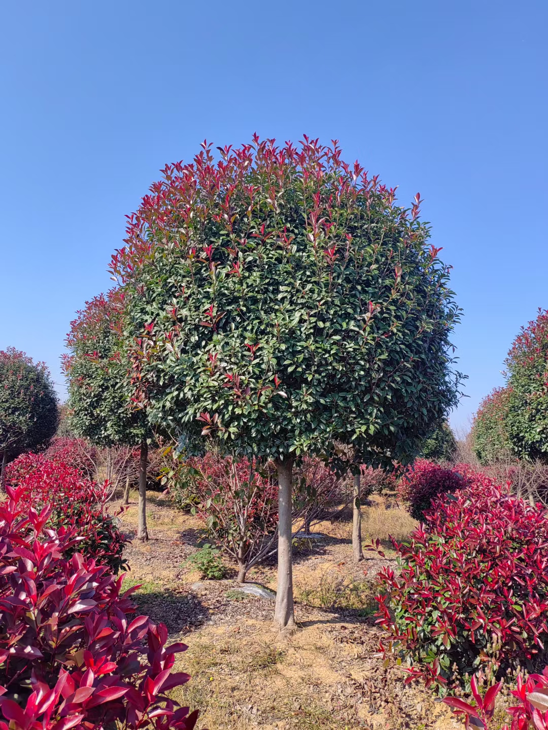 精品高杆红叶石楠
