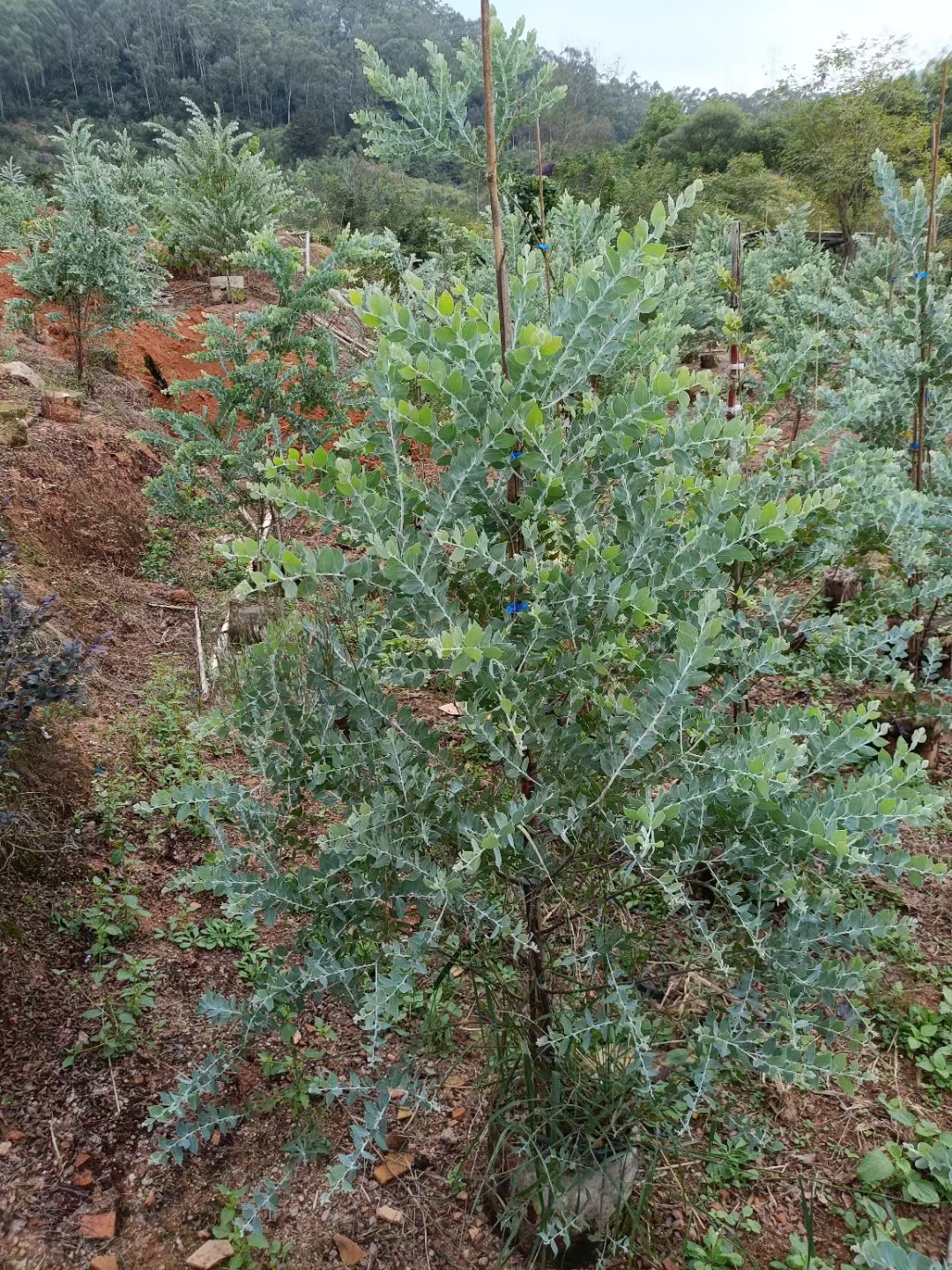 金叶银合欢美植袋苗