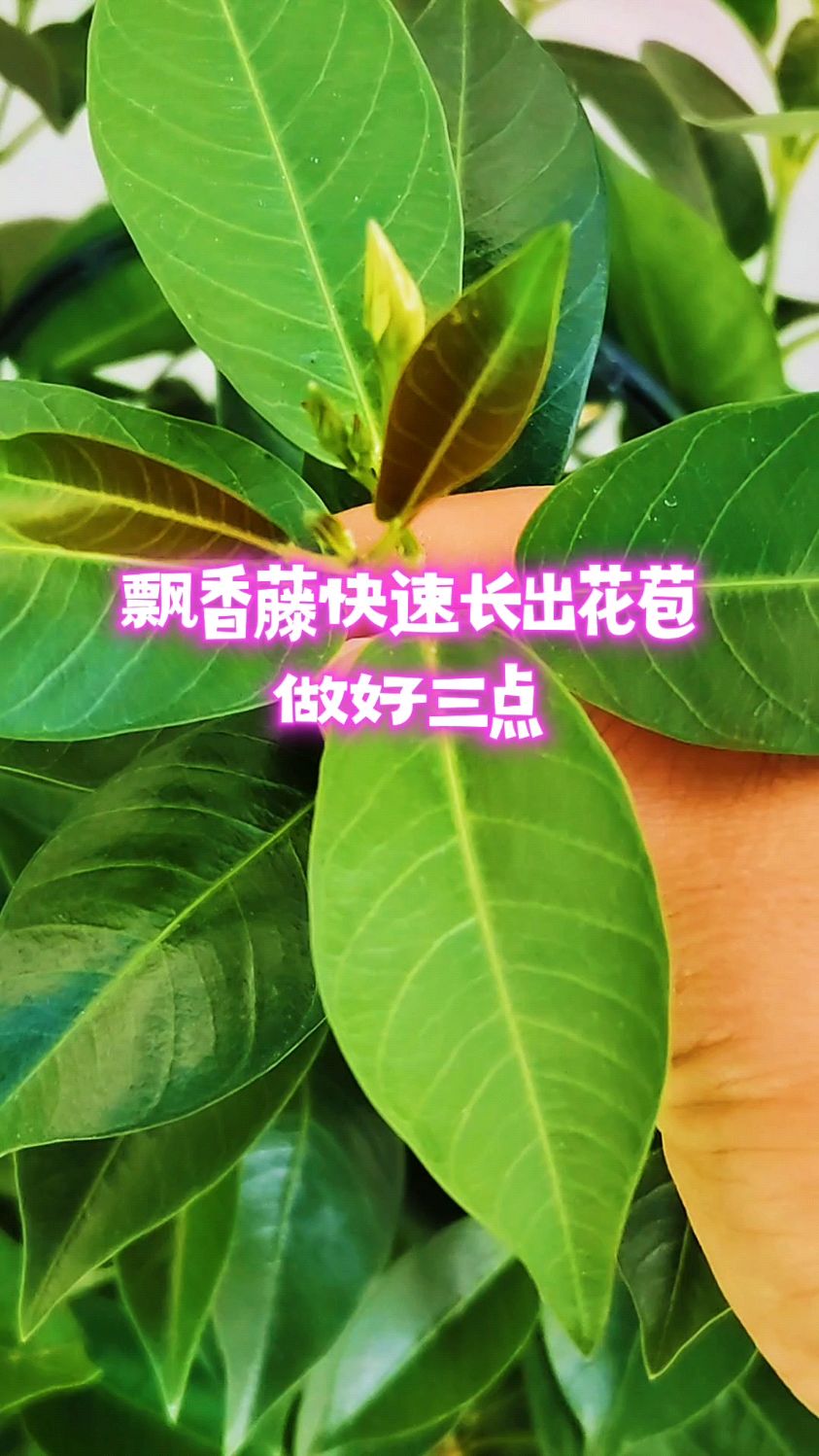 飘香藤快速长出花苞,做好三点