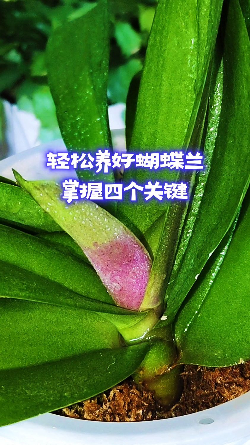 轻松养好蝴蝶兰,掌握四个关键