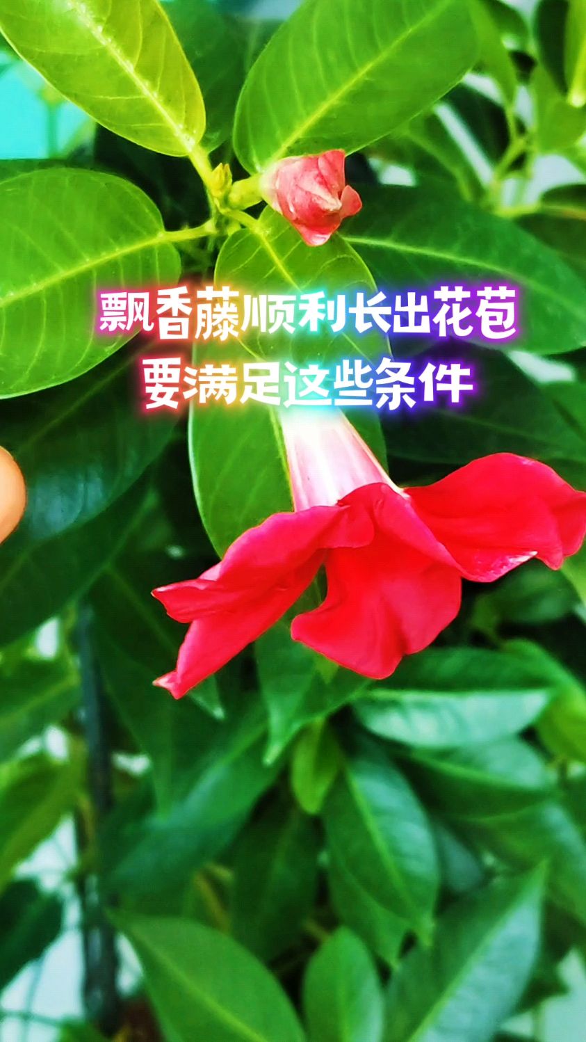 飘香藤顺利长出花苞,要满足这些条件