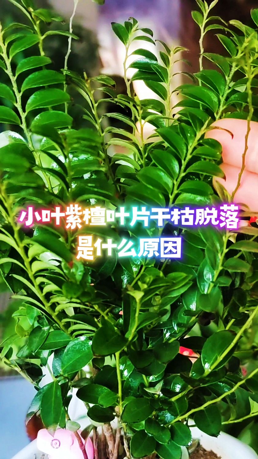 小叶紫檀叶片干枯脱落是什么原因?