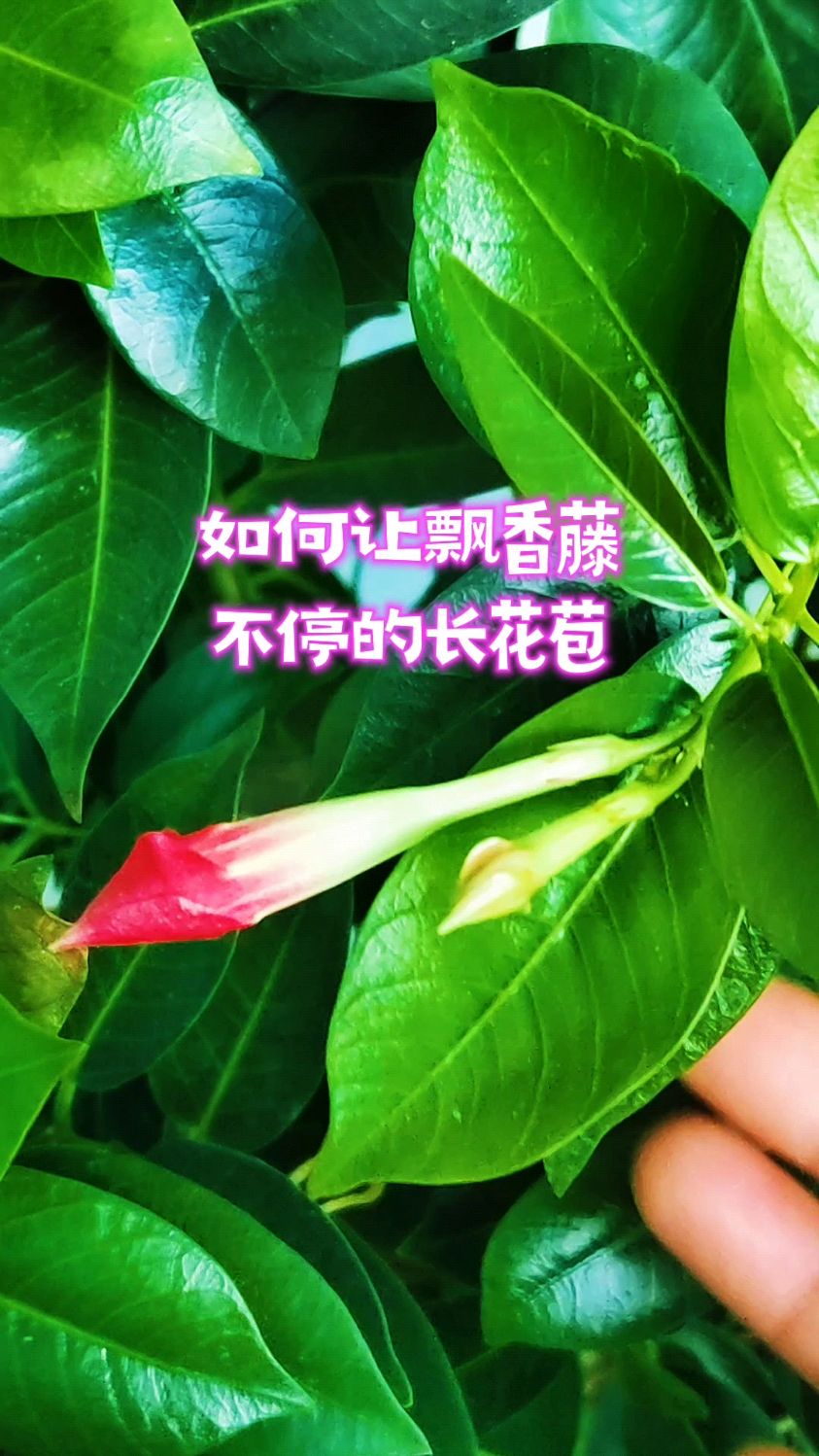如何让飘香藤不停的长花苞?