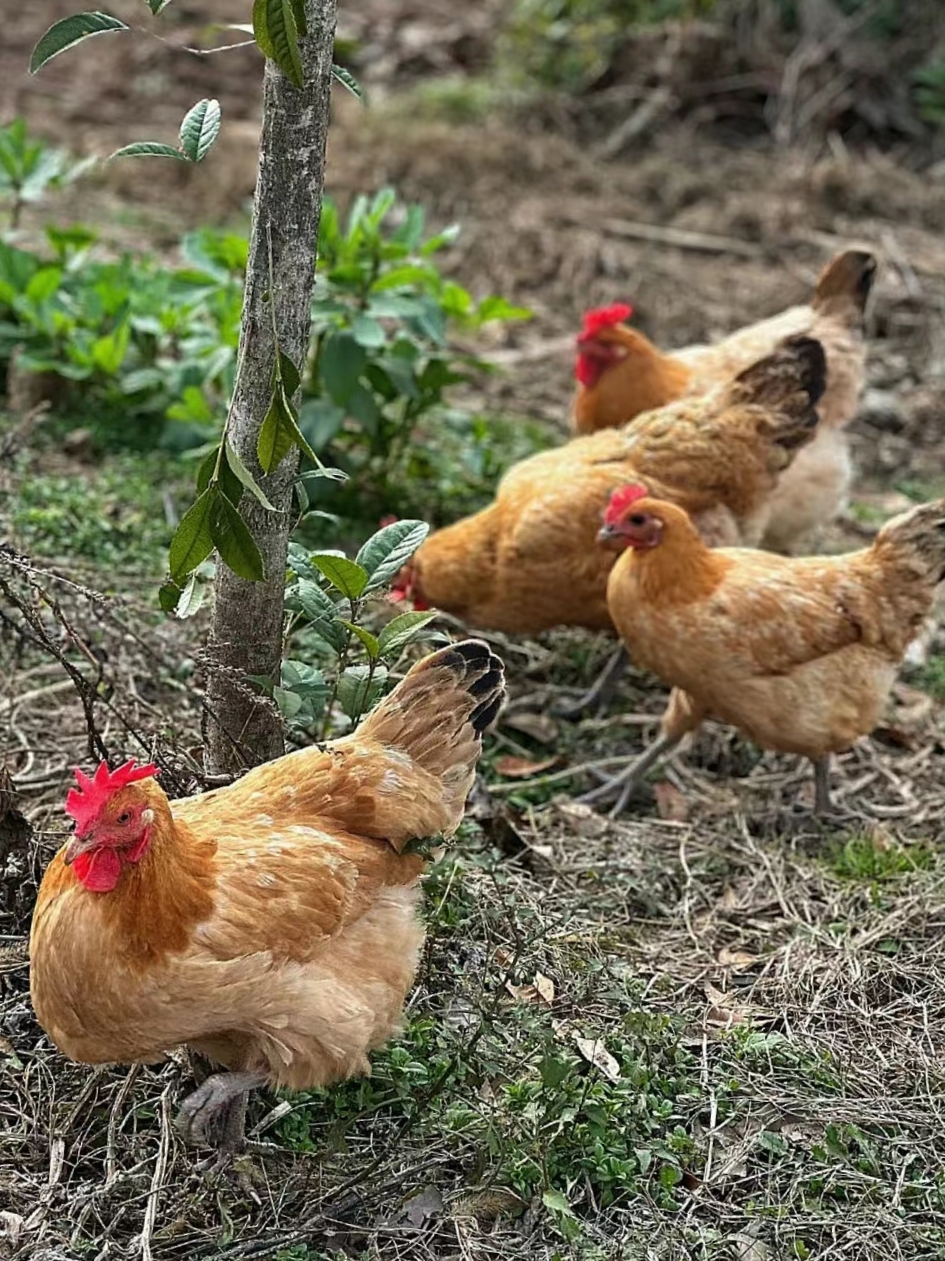 院子里,野草在微风中轻轻摆动,几只老母鸡在院子里觅食,它那黄褐色的
