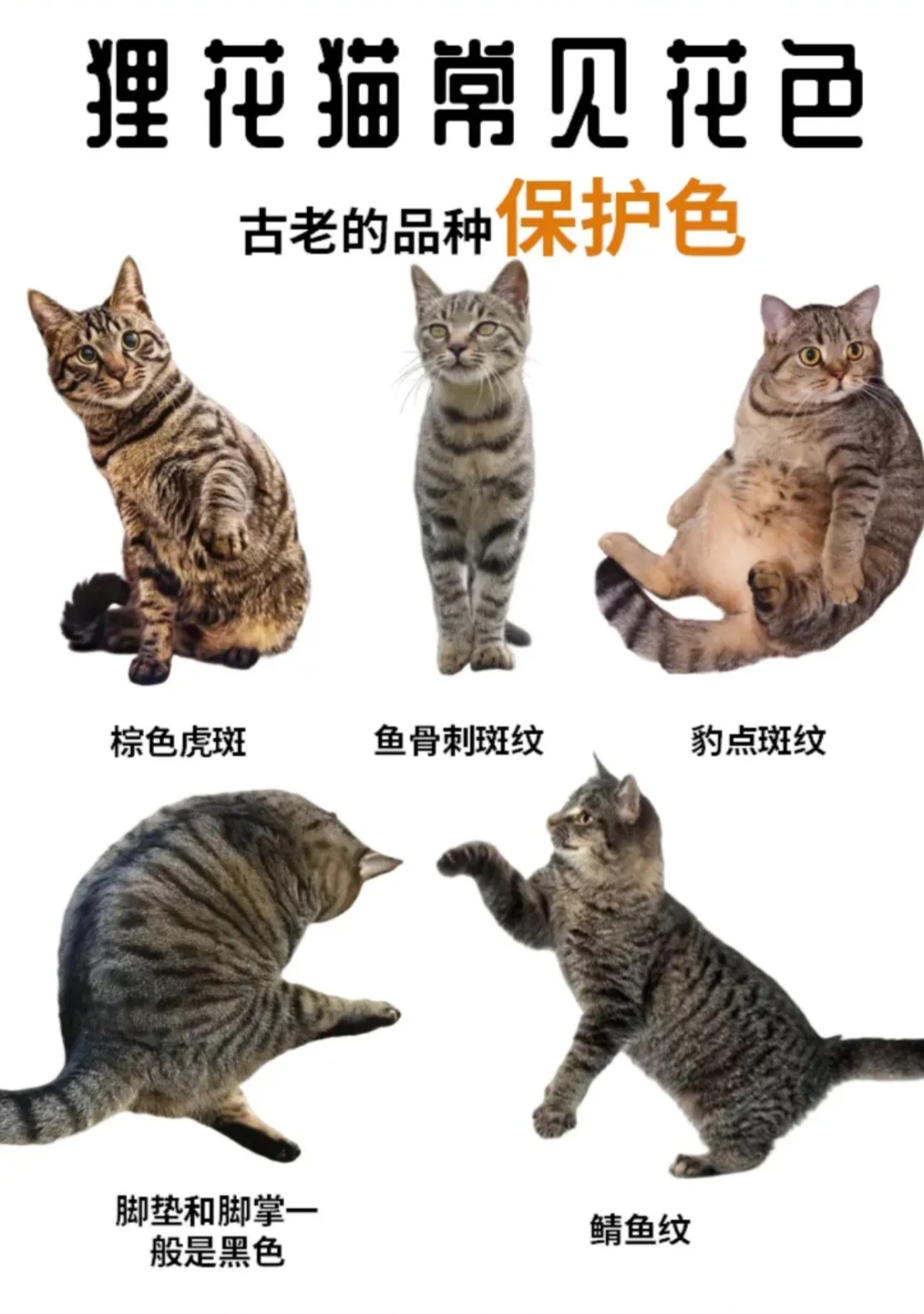 中华狸花猫是在国外非常受欢迎的猫咪.它们身姿矫健,好养活不易生病