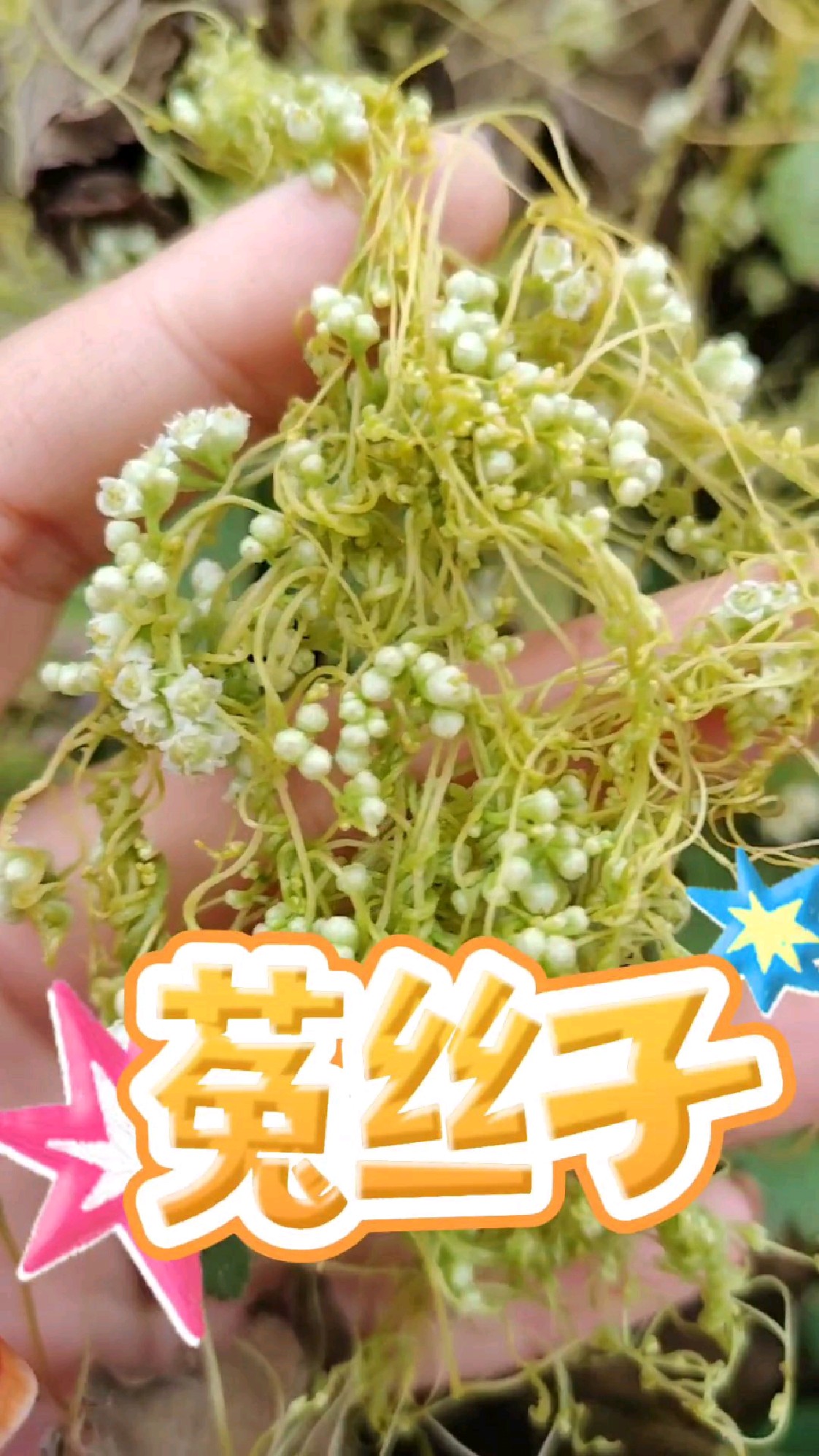 菟丝花与君子兰图片