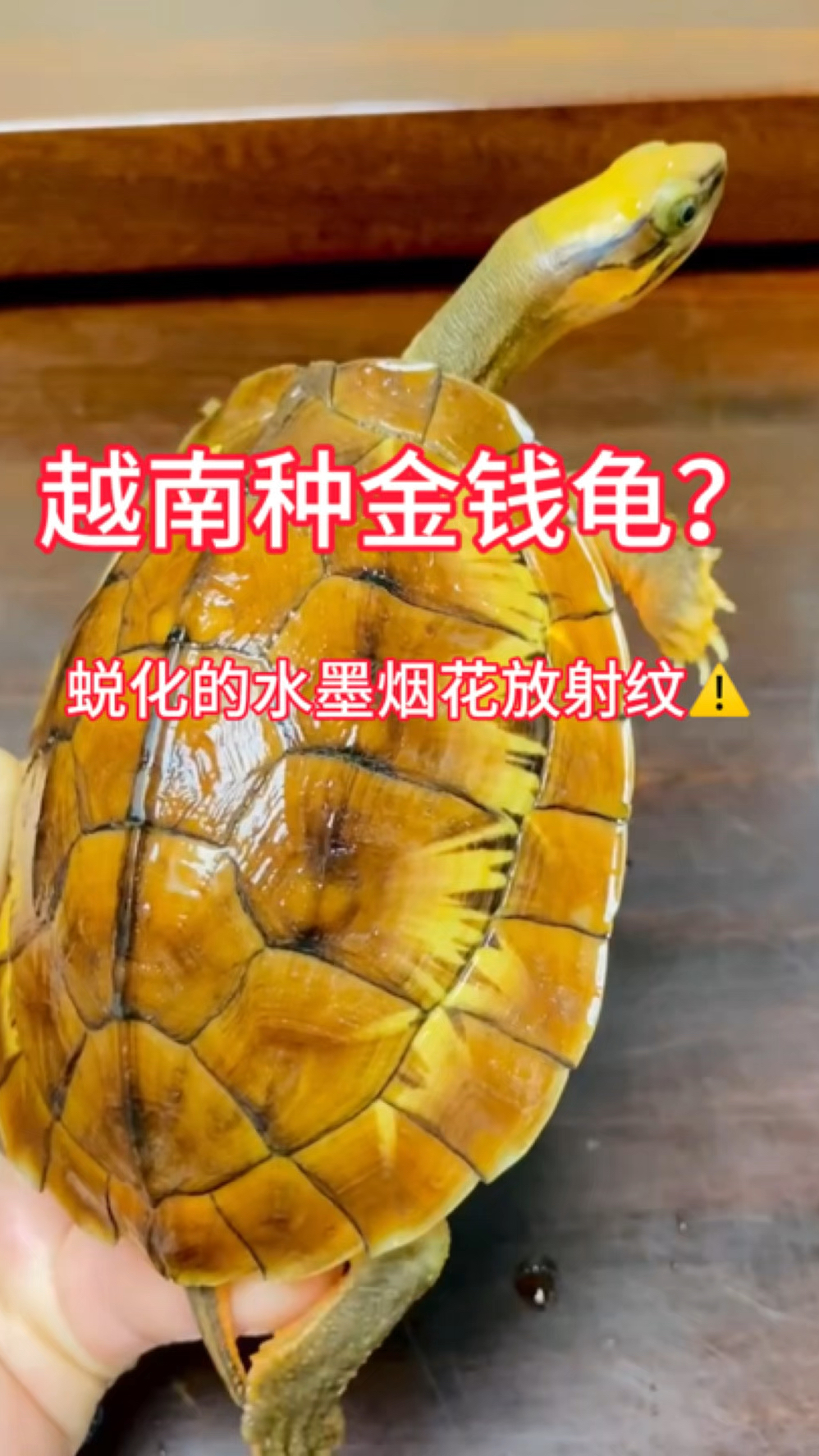 越南种金钱龟已经变异水墨烟花放射纹,稀少品质,观赏价值超高