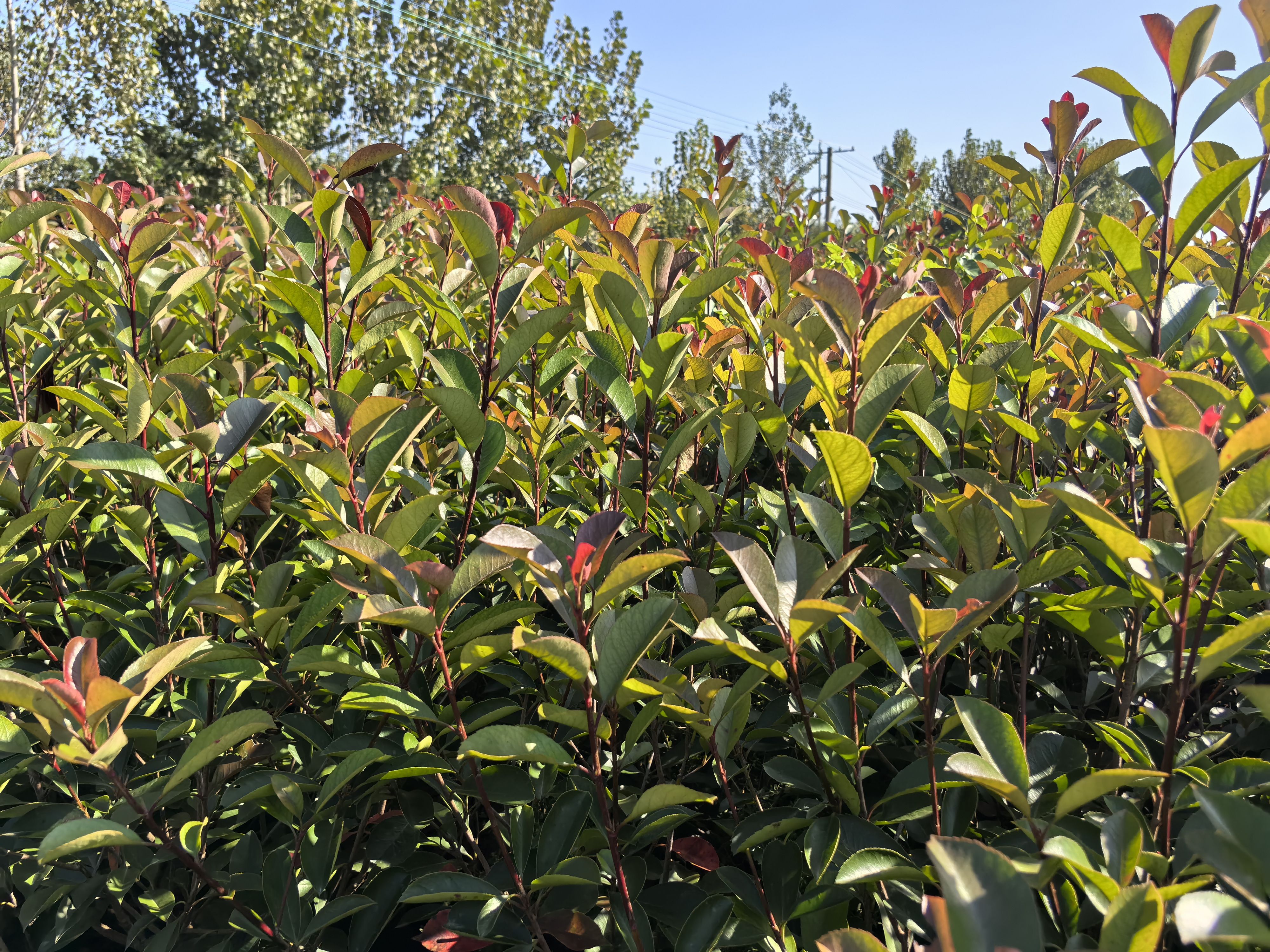 红叶石楠,那是一种充满魅力的植物