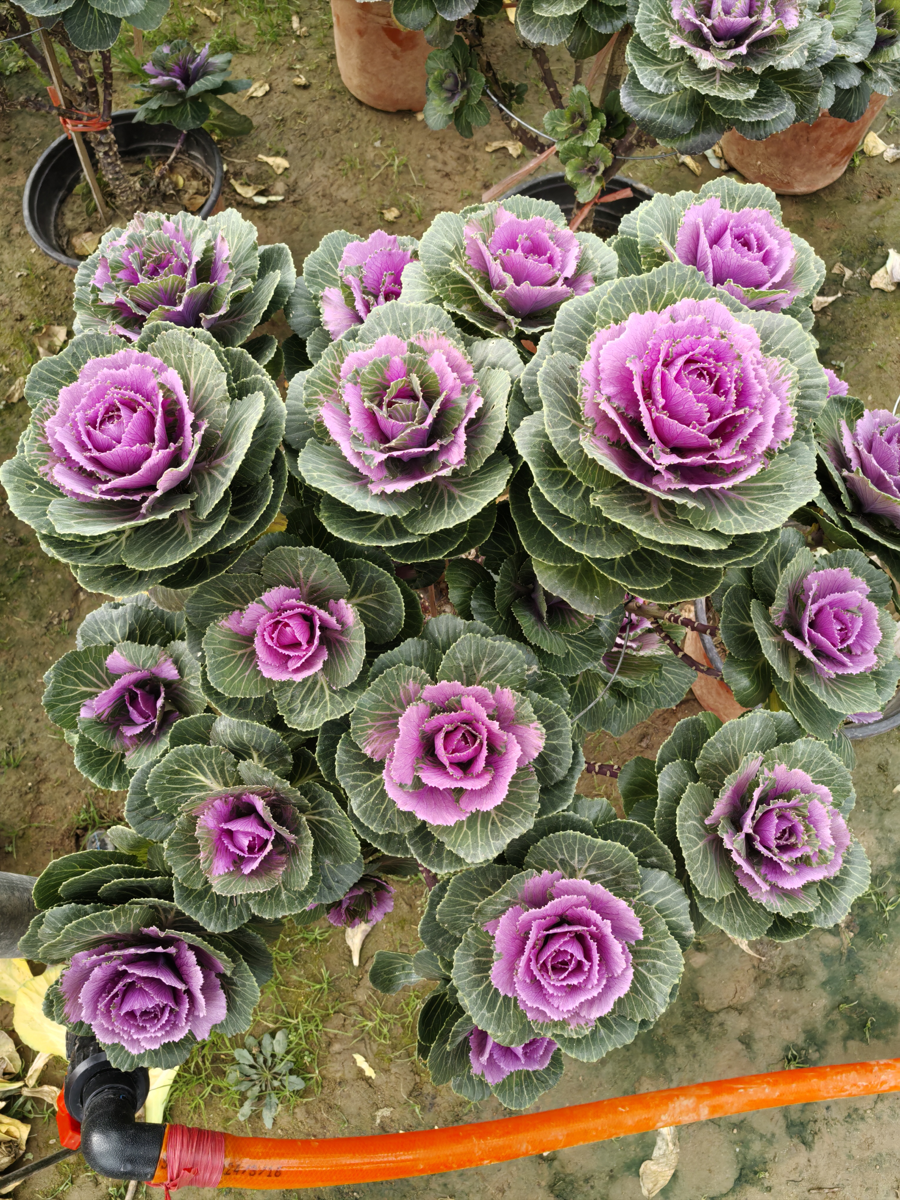 羽衣甘蓝,又名叶牡丹,牡丹菜,花包菜,绿叶甘蓝等,是十字花科芸薹属二