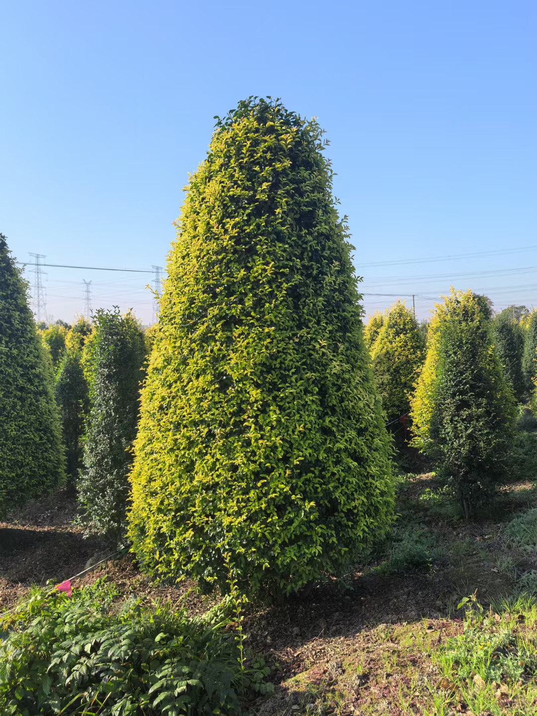 金禾女贞塔新叶金黄色,老叶黄绿色至绿色,不同季节叶色有变化,适种于