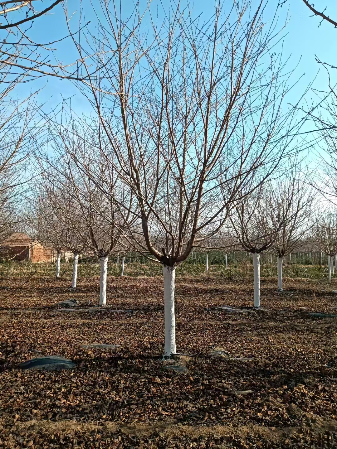 樱花染井吉野,又名东京樱花,属于蔷薇科李属樱亚属的落叶树
