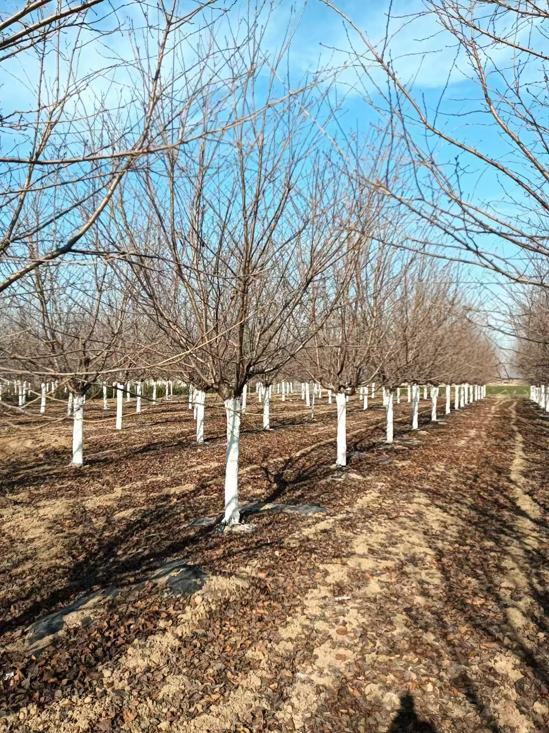 樱花染井吉野,又名东京樱花,属于蔷薇科李属樱亚属的落叶树