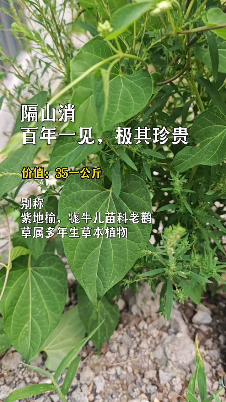 隔山消马兰草图片