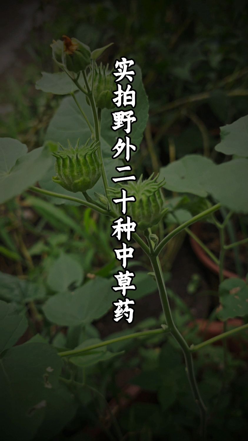 实拍野外20种中草药