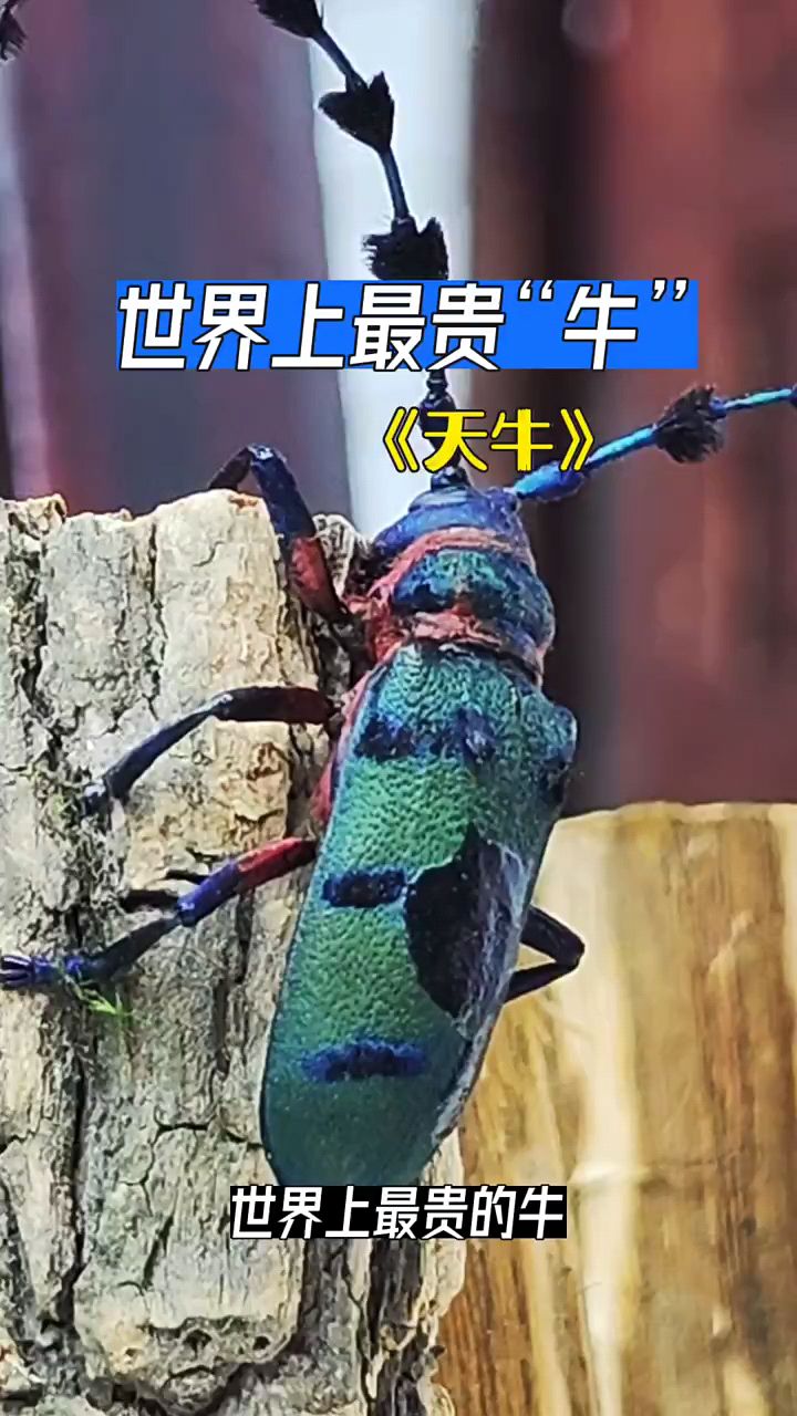 世界上最贵的牛天牛