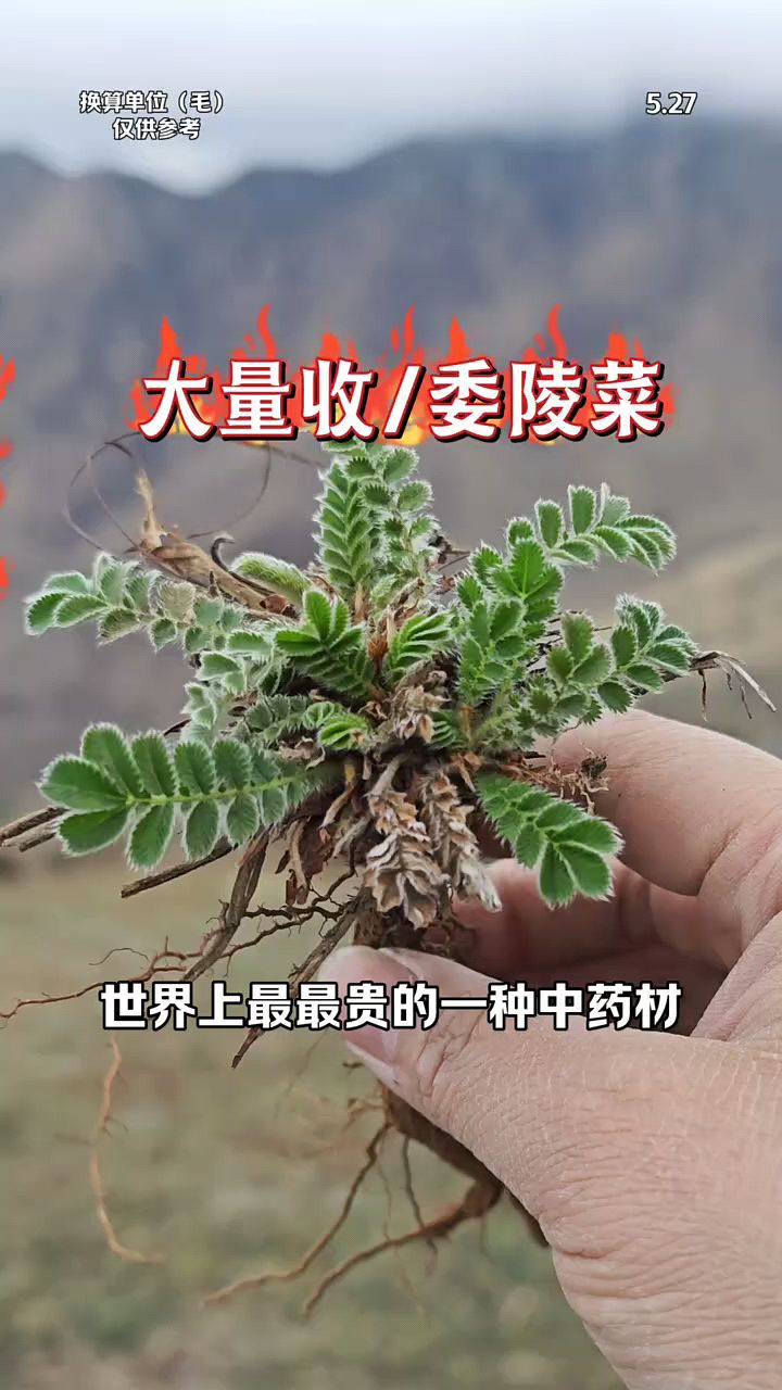世界上最贵的药材委陵菜