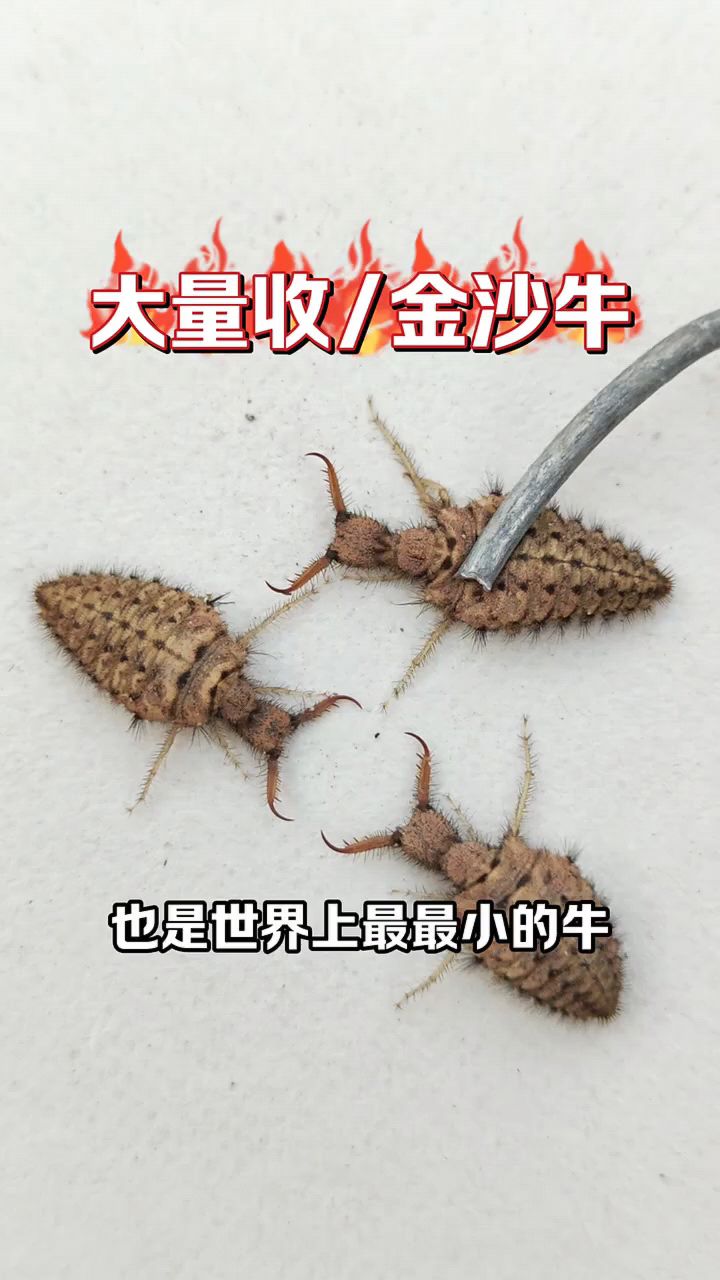 世界上最小的牛金沙牛