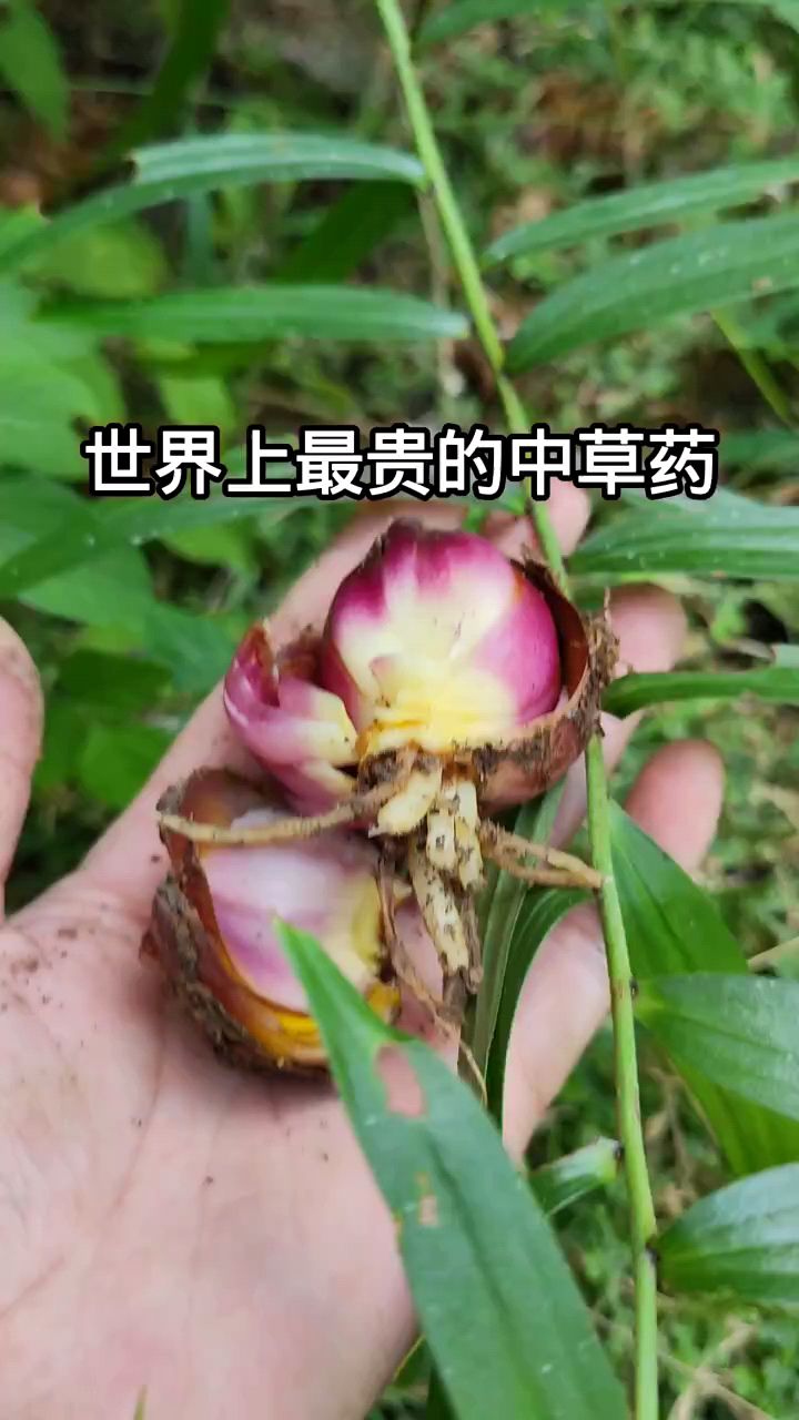 猴子背带草药的功效图片