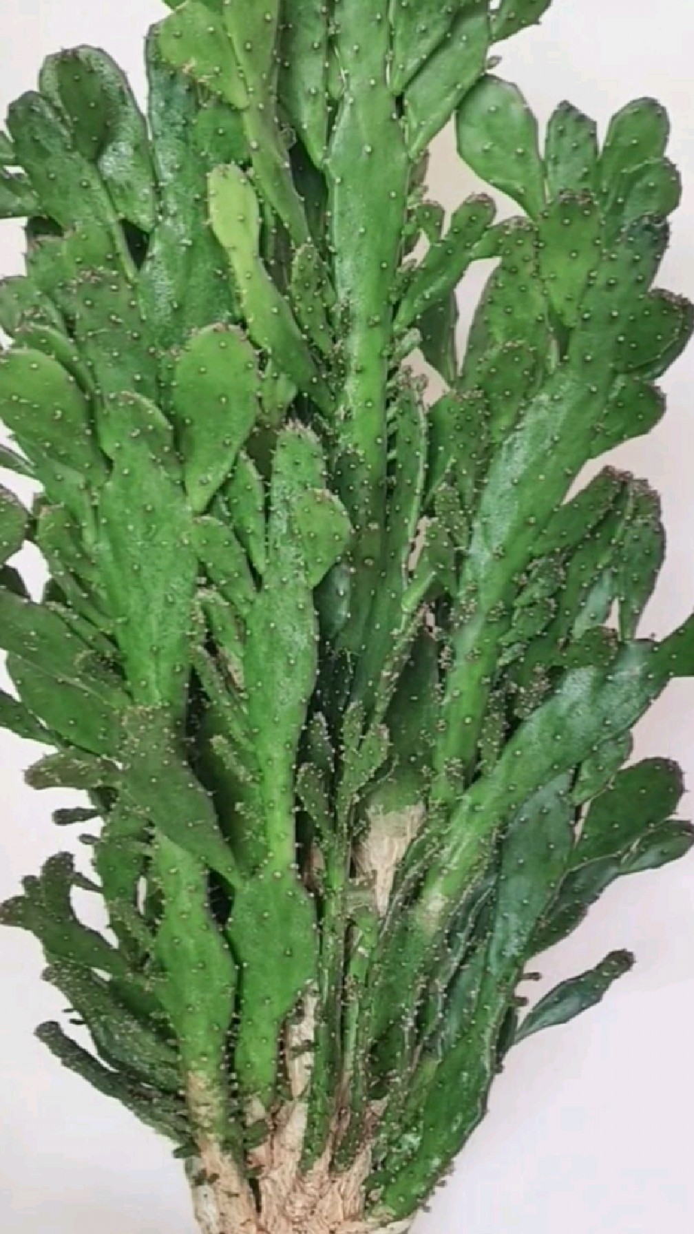 千手观音仙人掌养植的时候,适当地修剪一下,看起来更具有观赏性