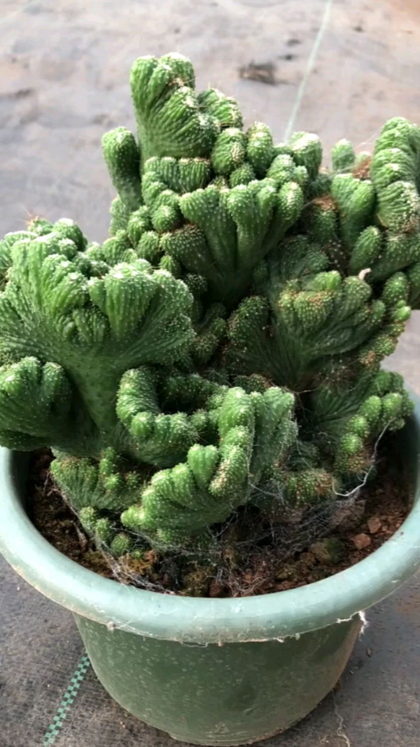 五指山多肉怎么过冬