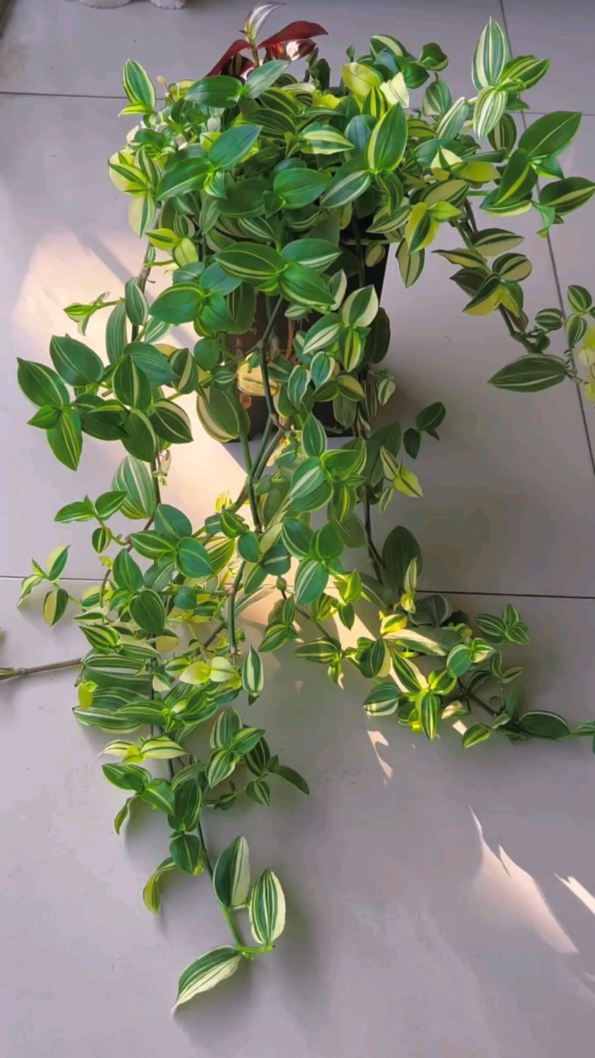 青白玉吊兰养殖期间,要保证充足的散射光照