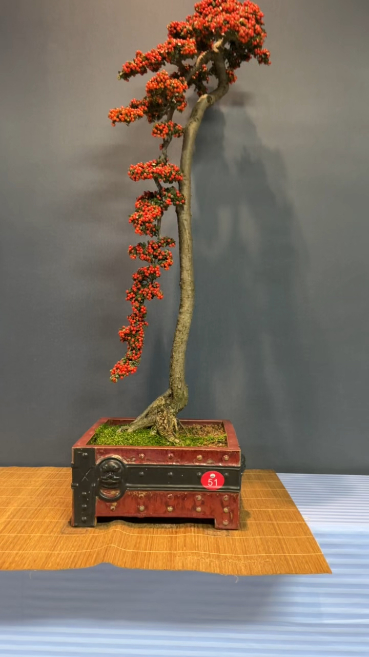 红花荀子盆景文人桩