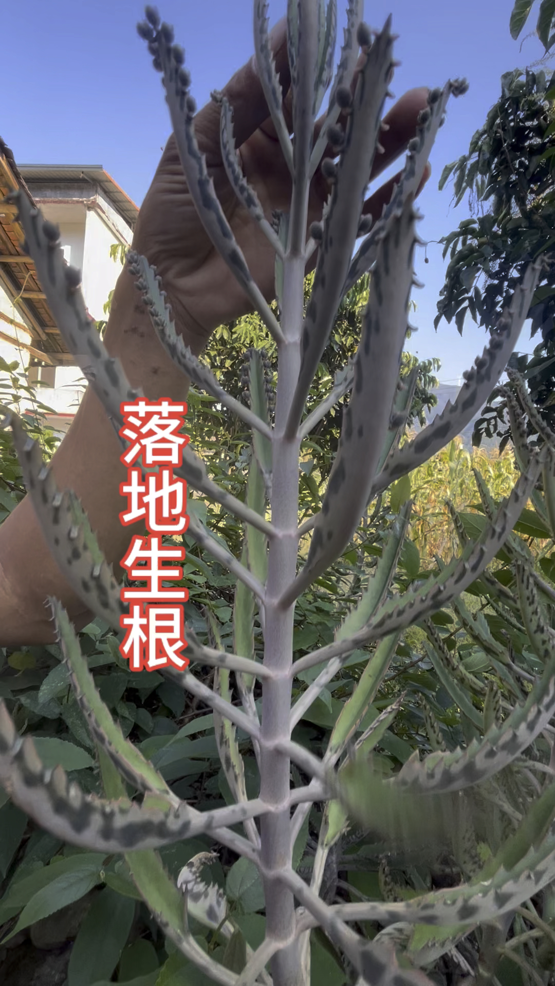 随处可见的植物-落地生根-老师傅叫它上火克星