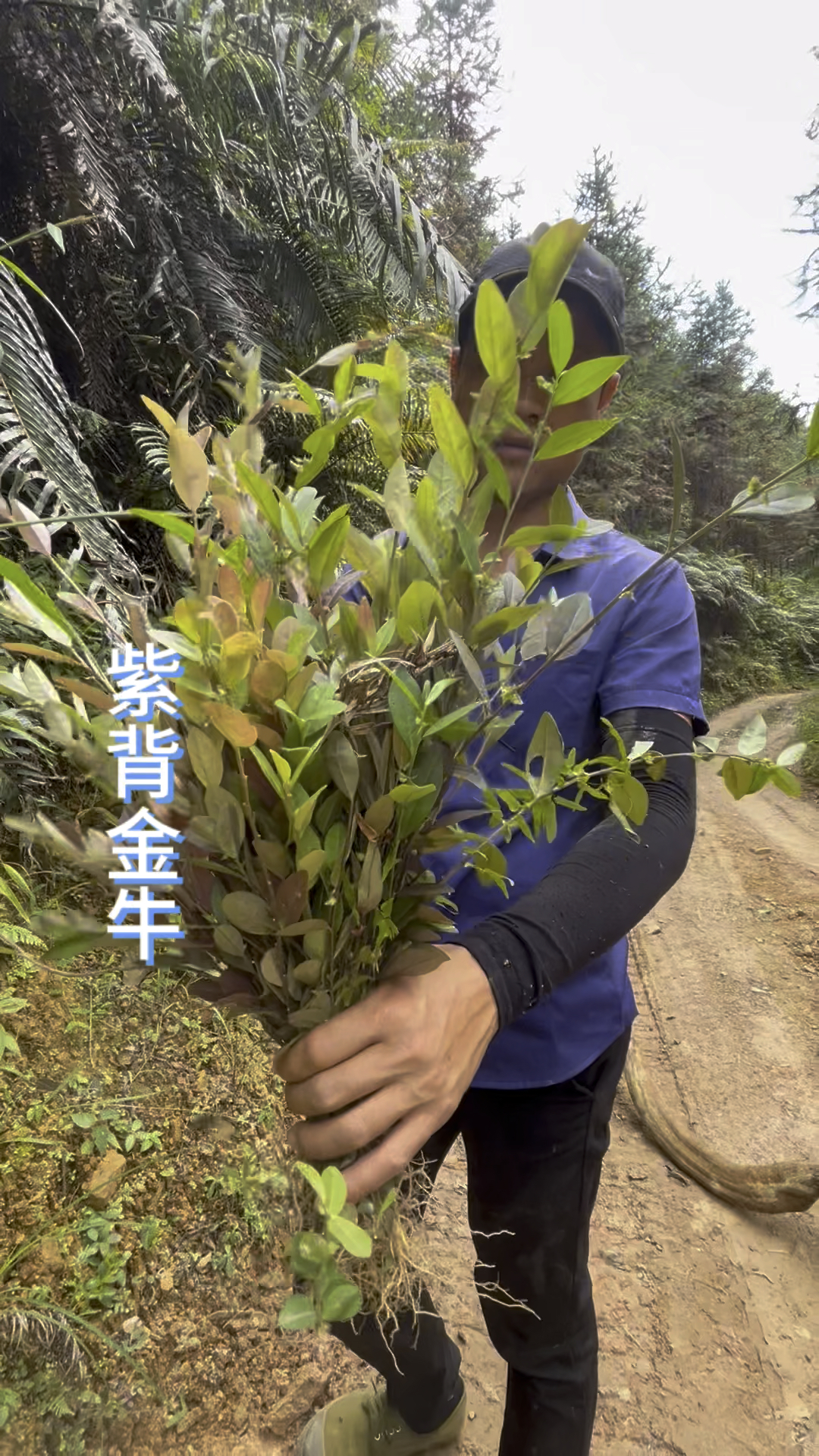 紫背金银草药图片图片