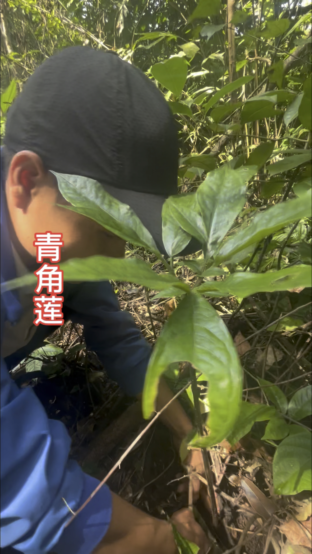 老师傅称它为"肿瘤克星",青角莲,别名铁灯台