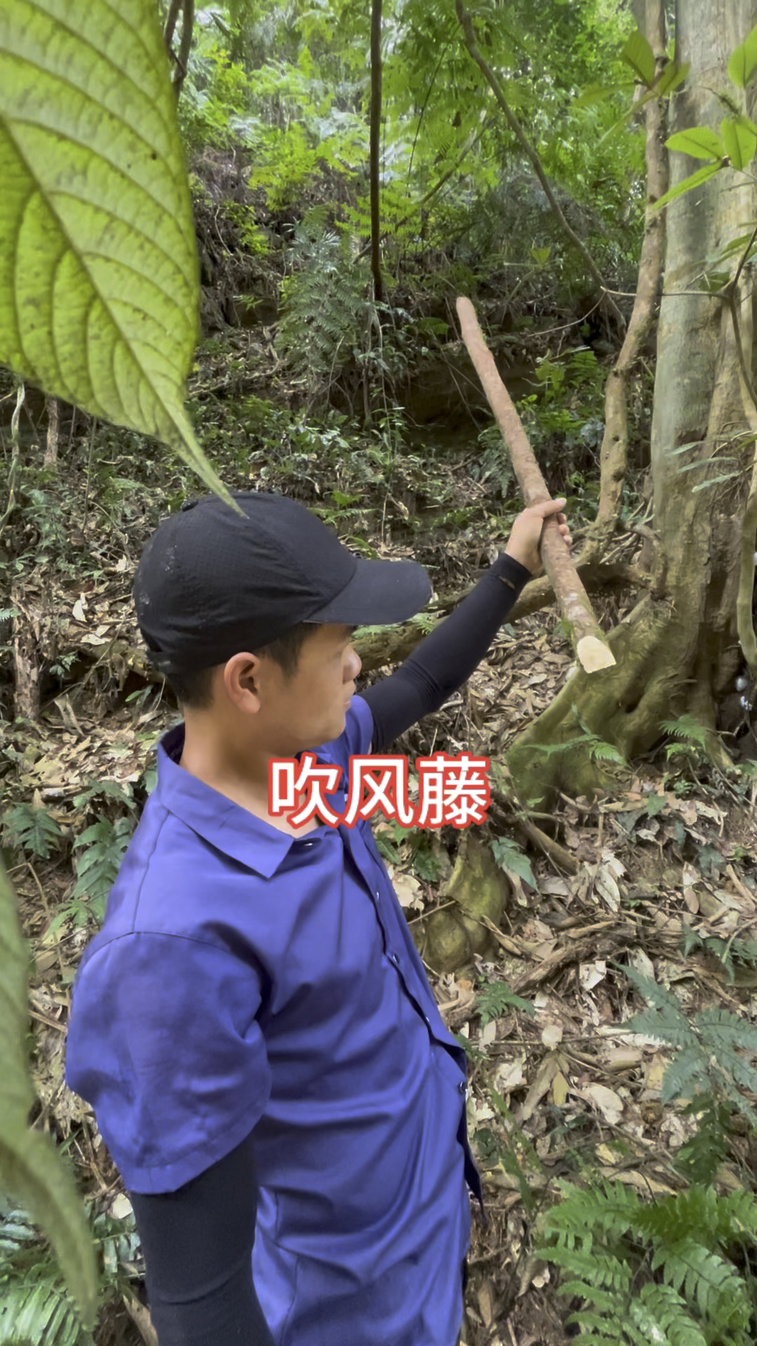 吹风藤,别名甘草藤,大自然的神奇中草植物