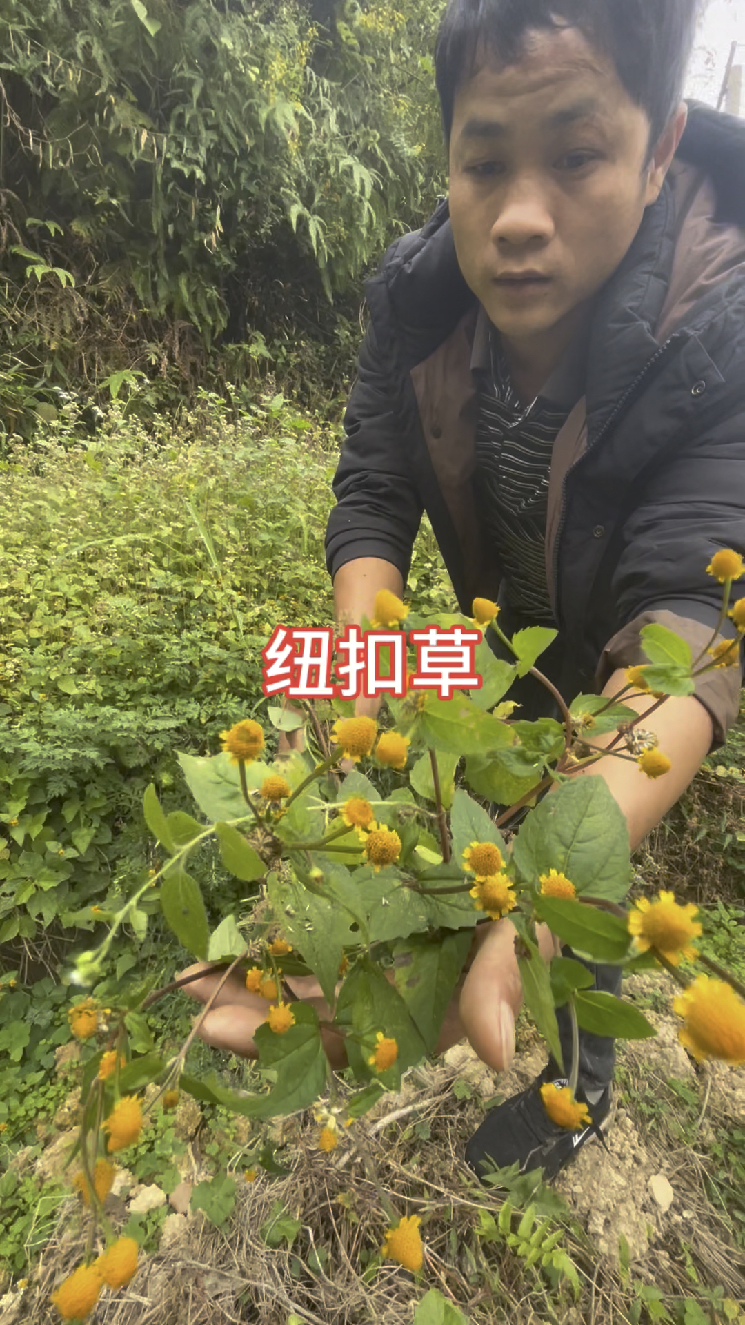 牙痛的克星植物图片图片