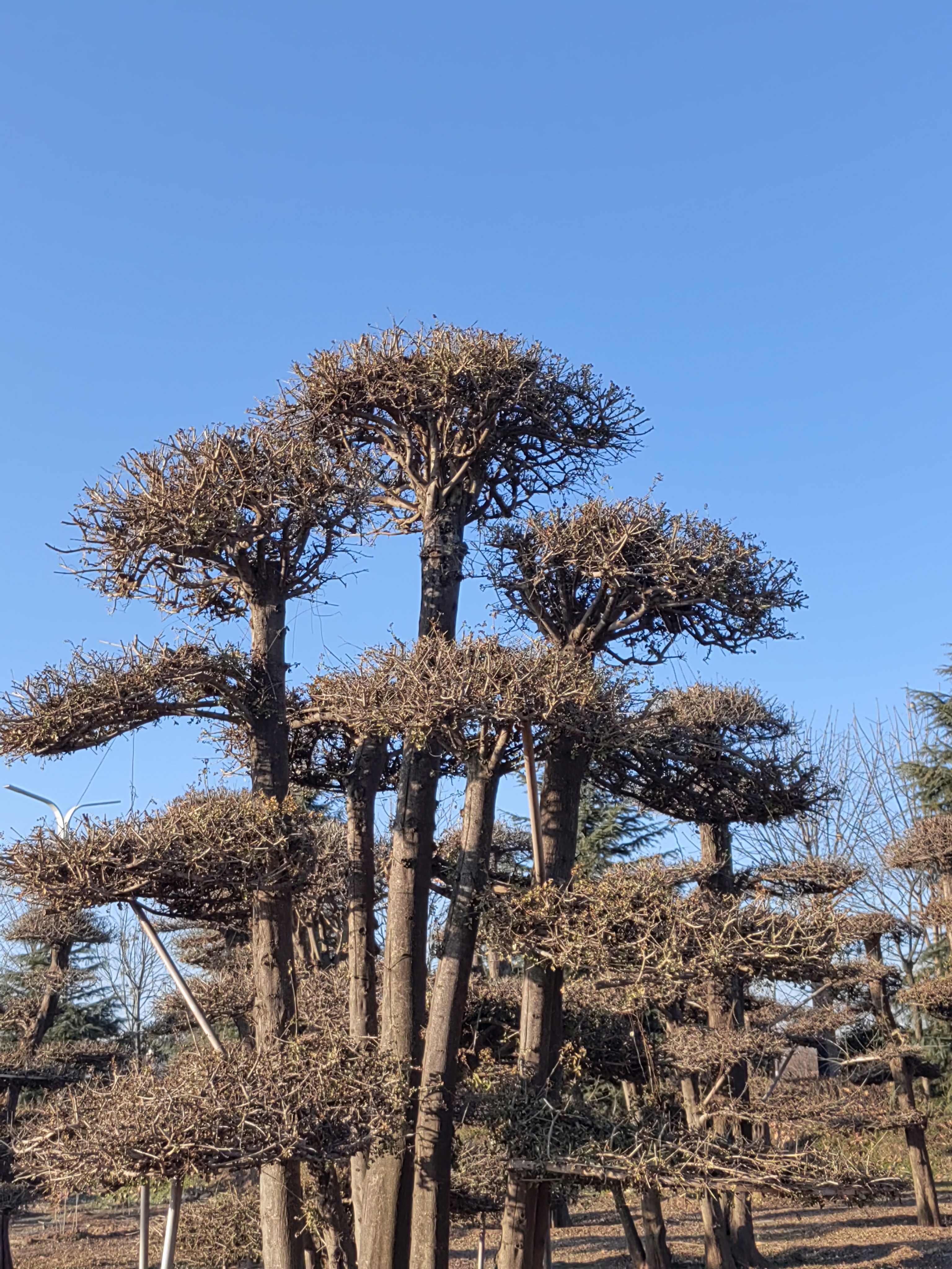 落叶后的景观树——对节白蜡!