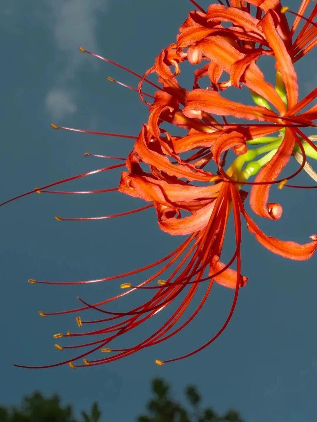 有种说法"彼岸花开开彼岸 ",这里的彼岸就是生的彼岸