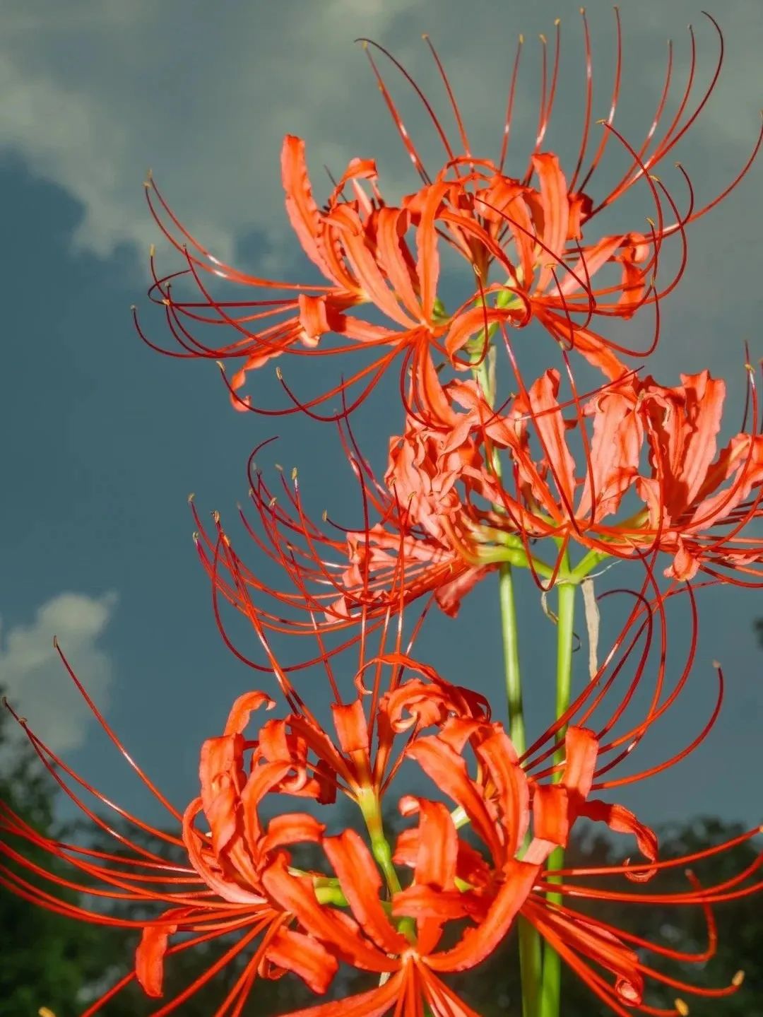有种说法"彼岸花开开彼岸 ",这里的彼岸就是生的彼岸