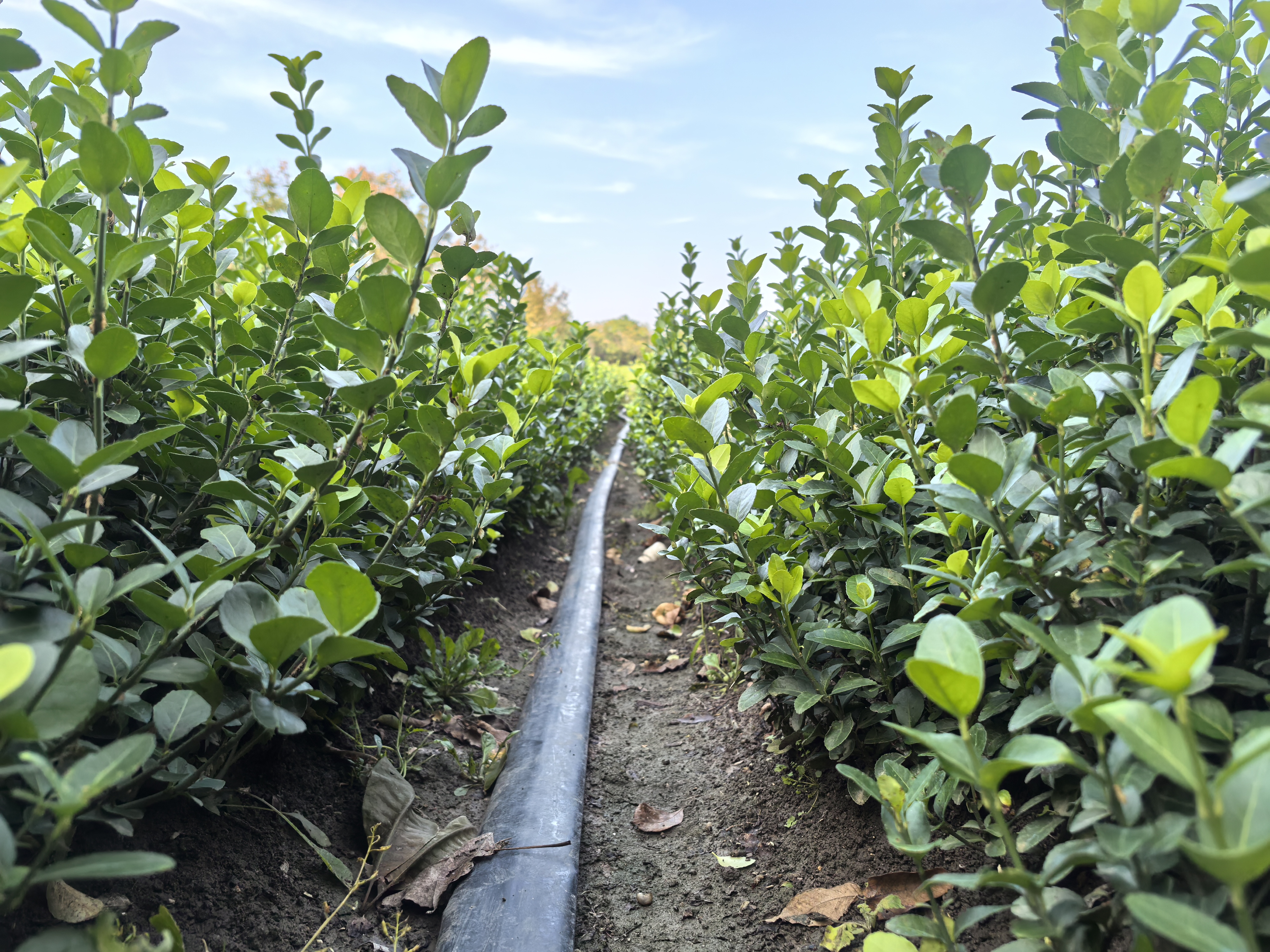 胶东卫矛是卫矛科卫矛属直立或蔓性半常绿灌木,在园林中常用作绿篱和