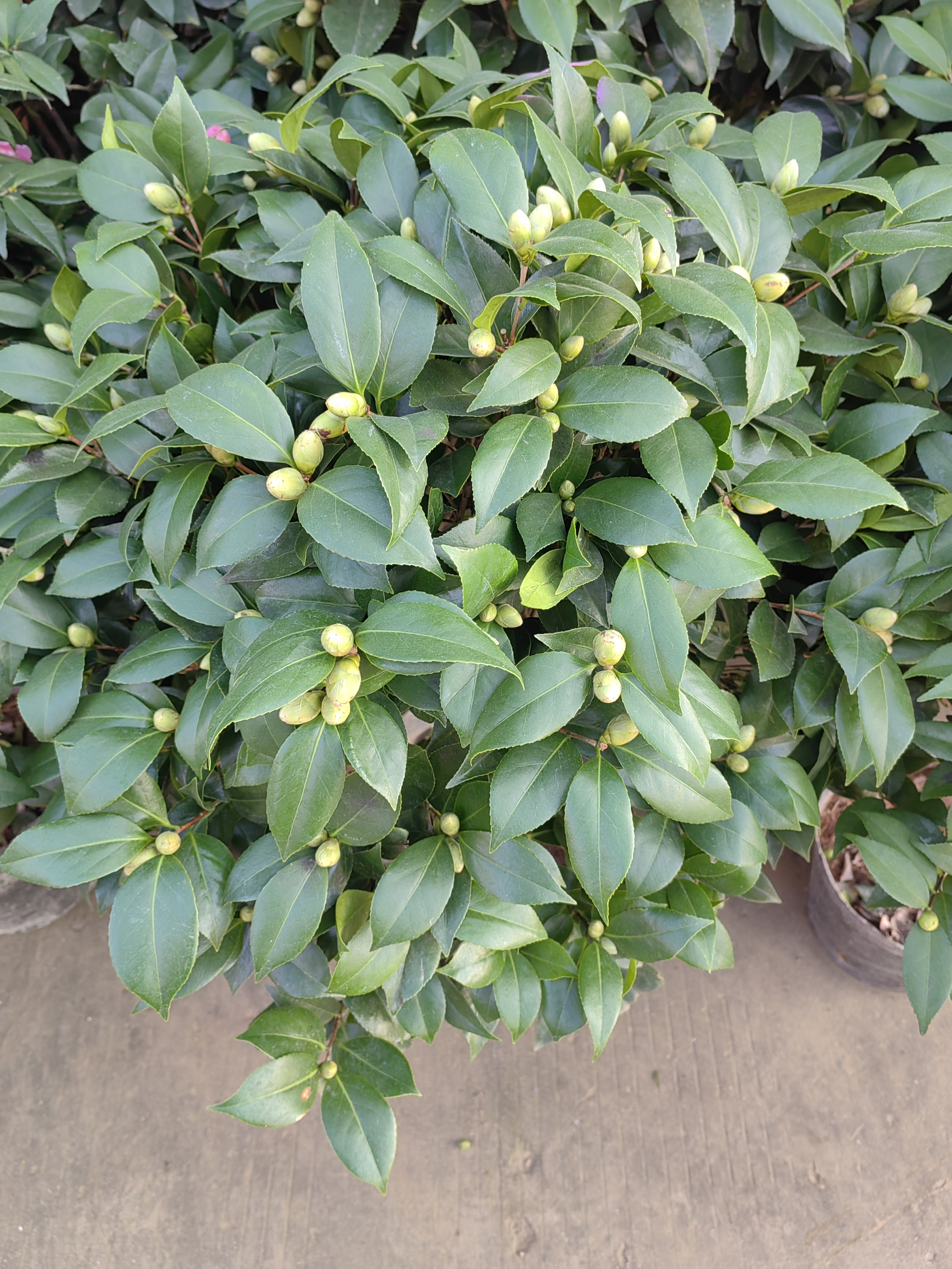 茶花山茶科山茶属常绿灌木或小乔木