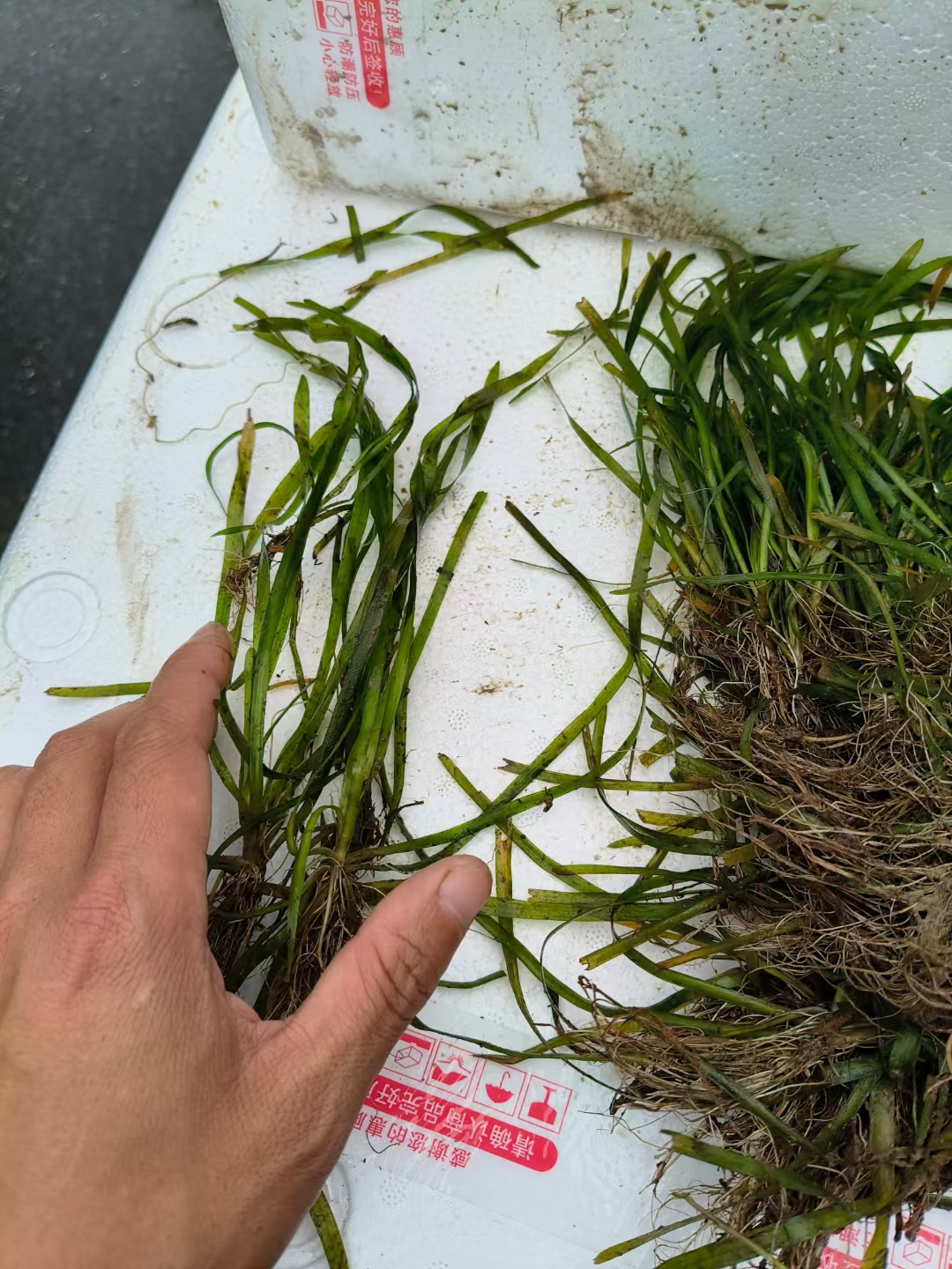 hara别称蓼萍草扁草为多年生无茎沉水草本有匍匐茎