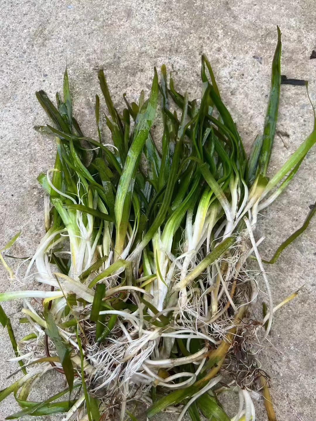 分布在中国的多个省区;伊拉克,印度,中南半岛,日本,马来西亚和