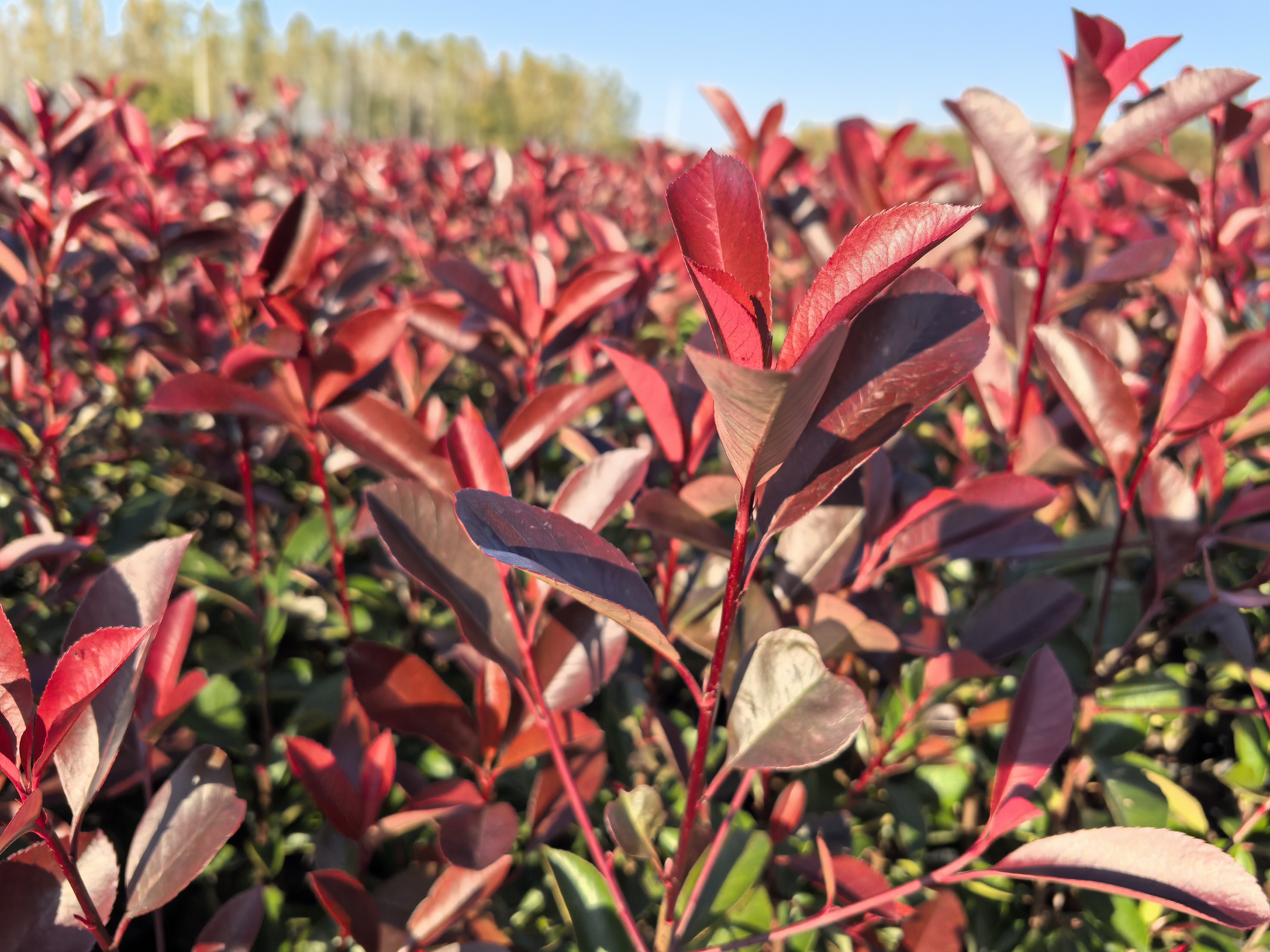 红叶石楠做行道树,其杆立如火把;做绿篱,其状卧如火龙;修剪造景,形状