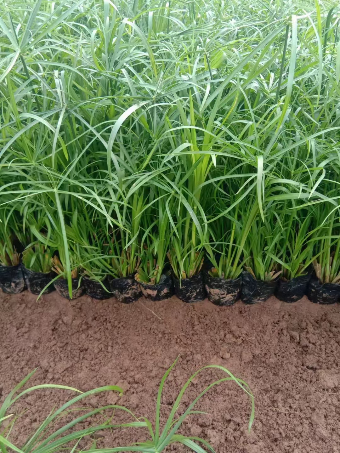 旱伞草是莎草科莎草属多年生草本植物具有块状地下茎丛生略呈三
