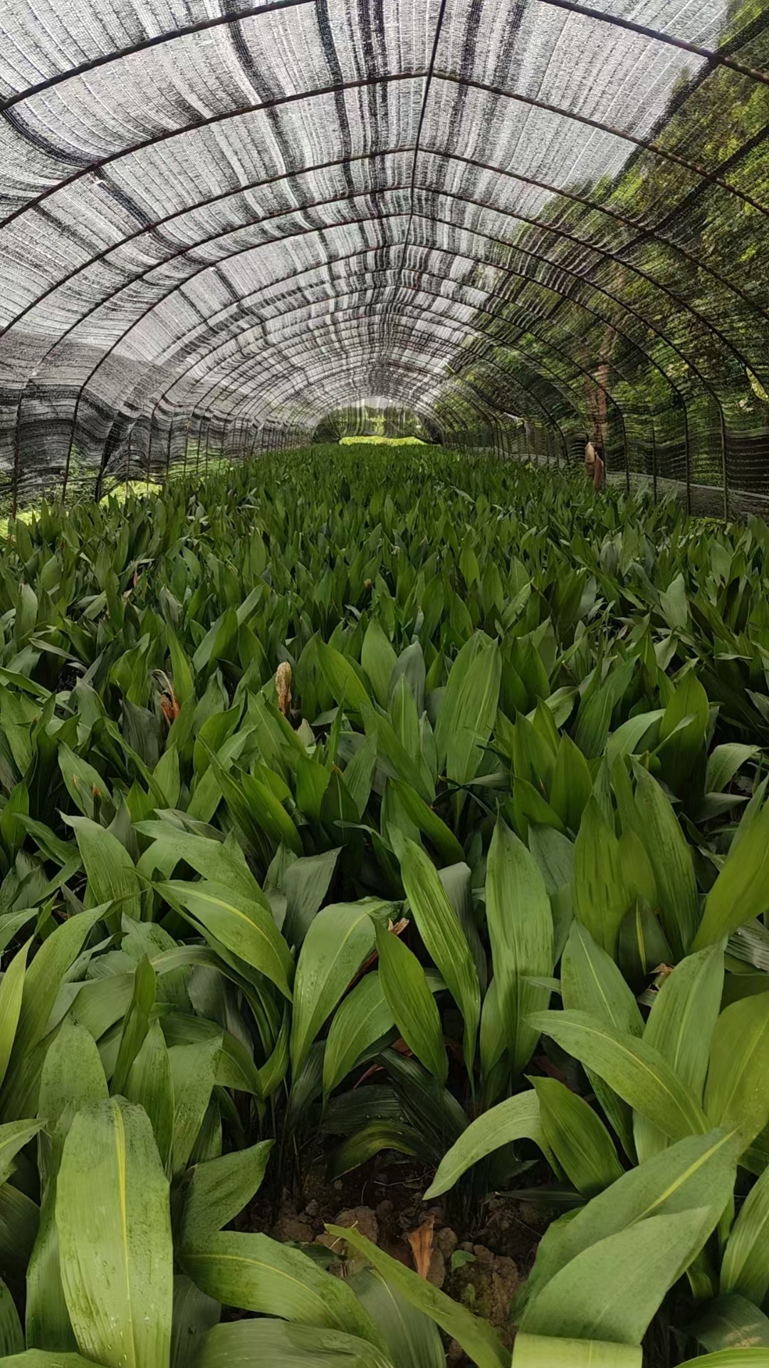 一叶兰终年常绿